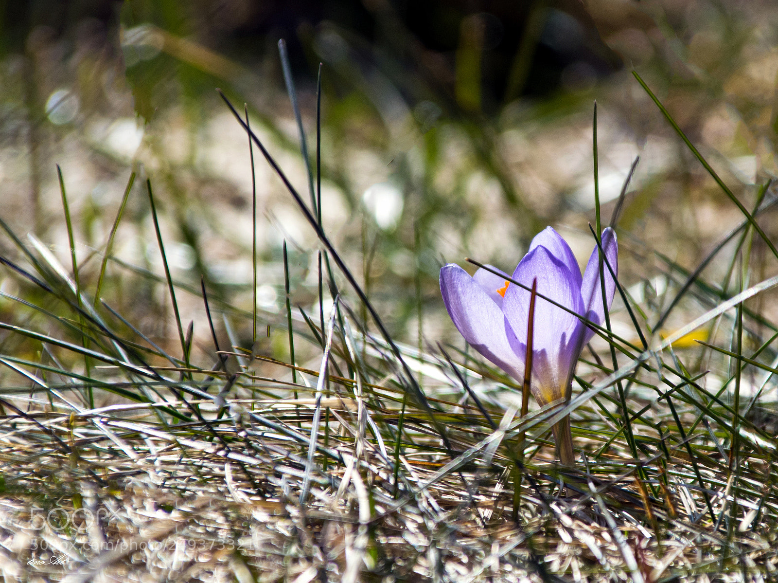 Nikon D5300 sample photo. Crocus photography