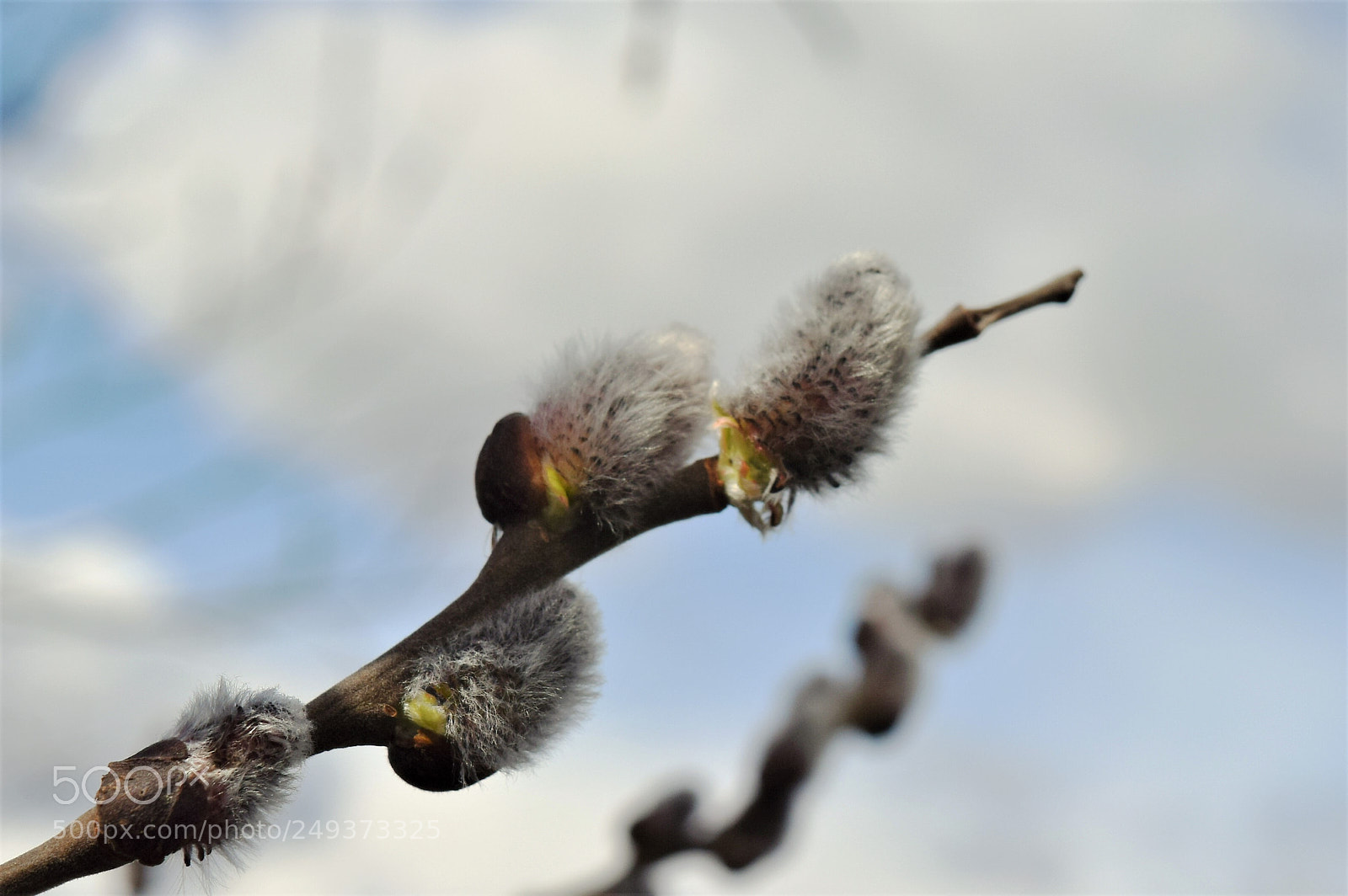 Nikon D3300 sample photo. Cicamace photography