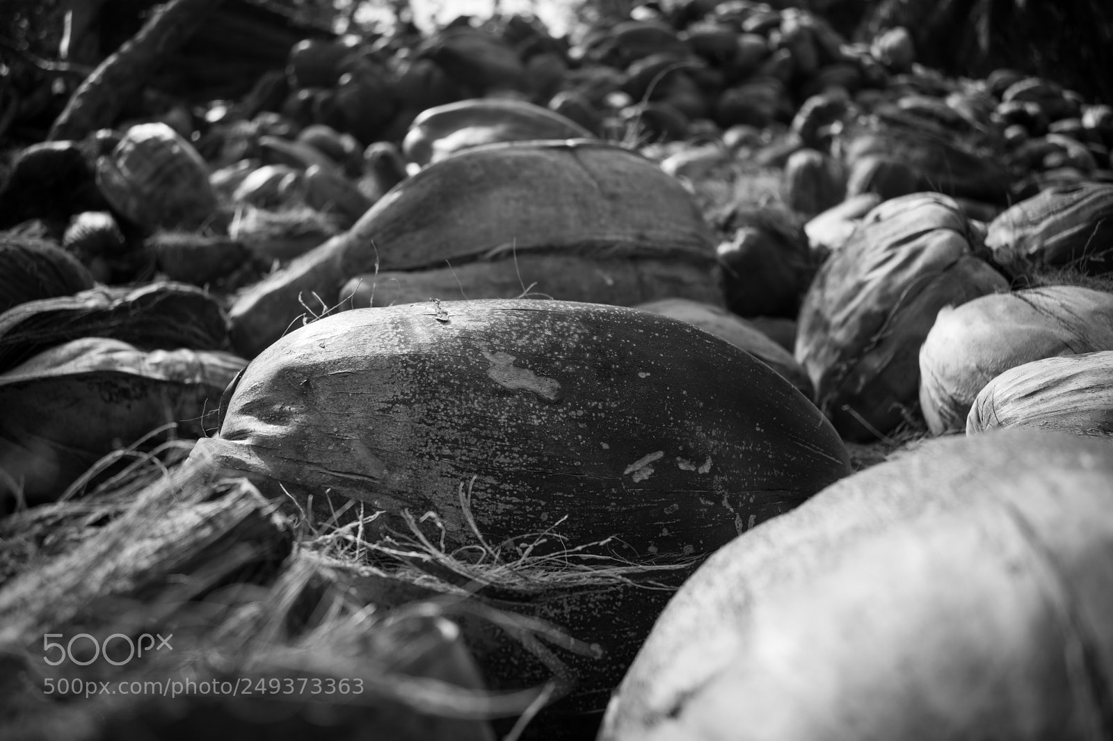 Nikon D5300 sample photo. Coconut pile photography