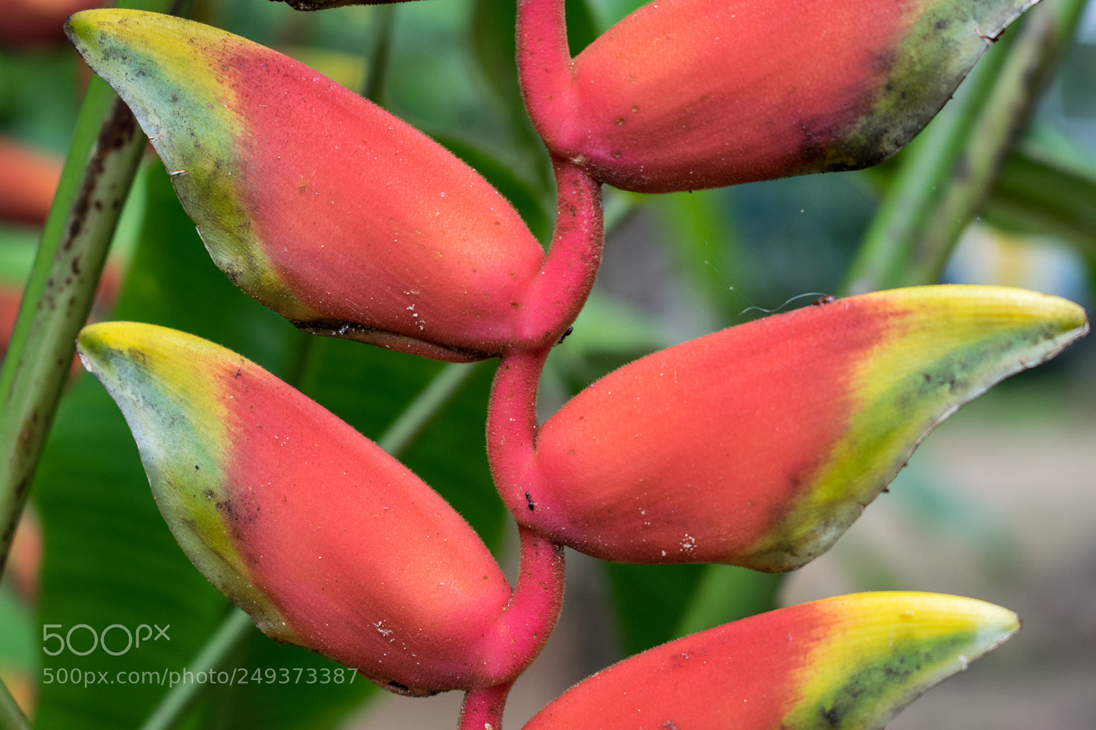 Nikon D5300 sample photo. Lobster claw photography