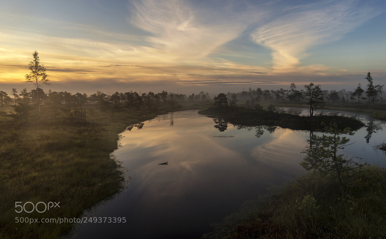 Sony SLT-A99V sample photo. Morning. summer. swamp. photography