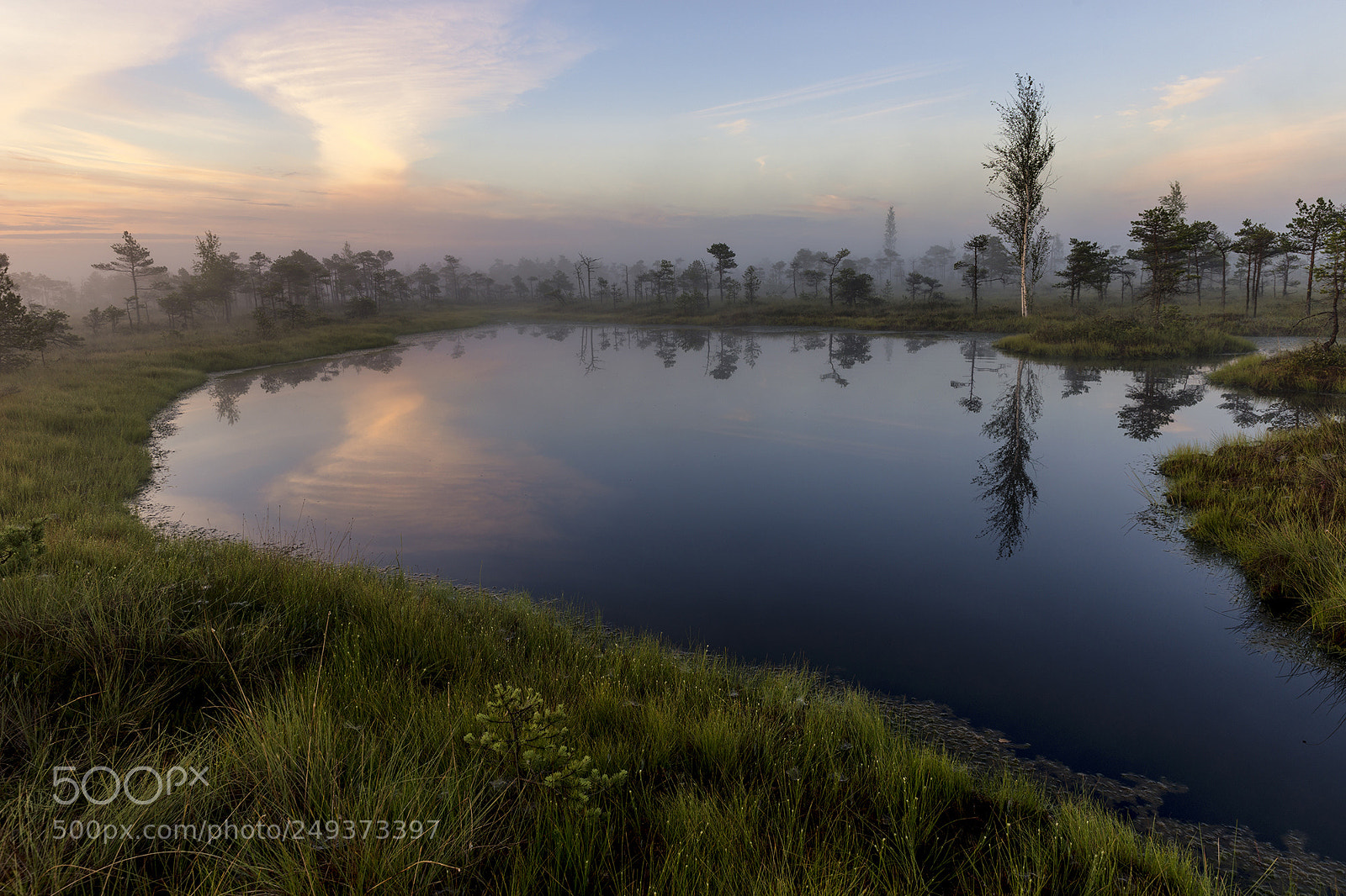 Sony a99 II sample photo. Morning. summer. swamp. photography