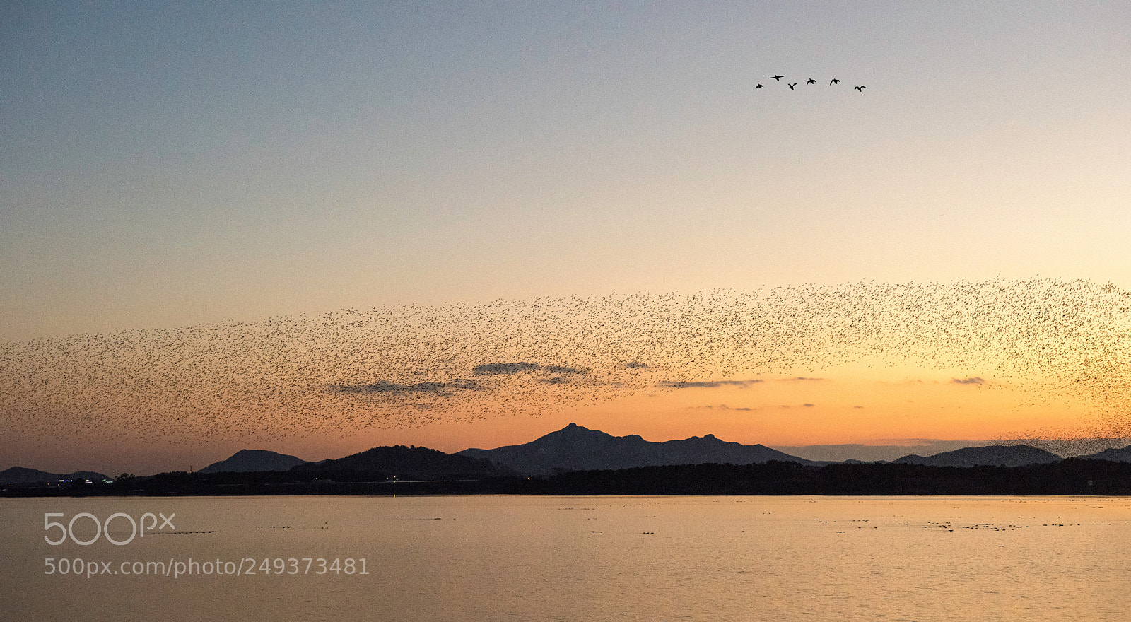 Nikon D810 sample photo. Flying ducks photography