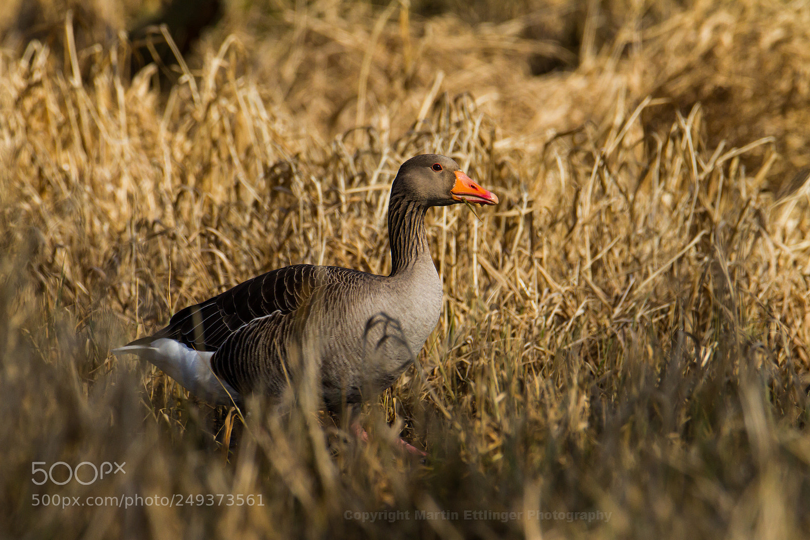 Canon EOS 7D sample photo. Gray goose anser anser photography