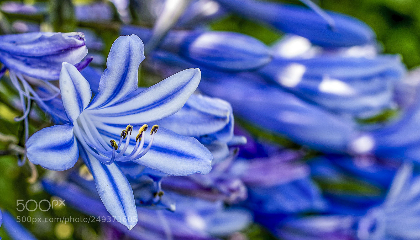 Nikon D5300 sample photo. Agapanthe, lis du nil. photography