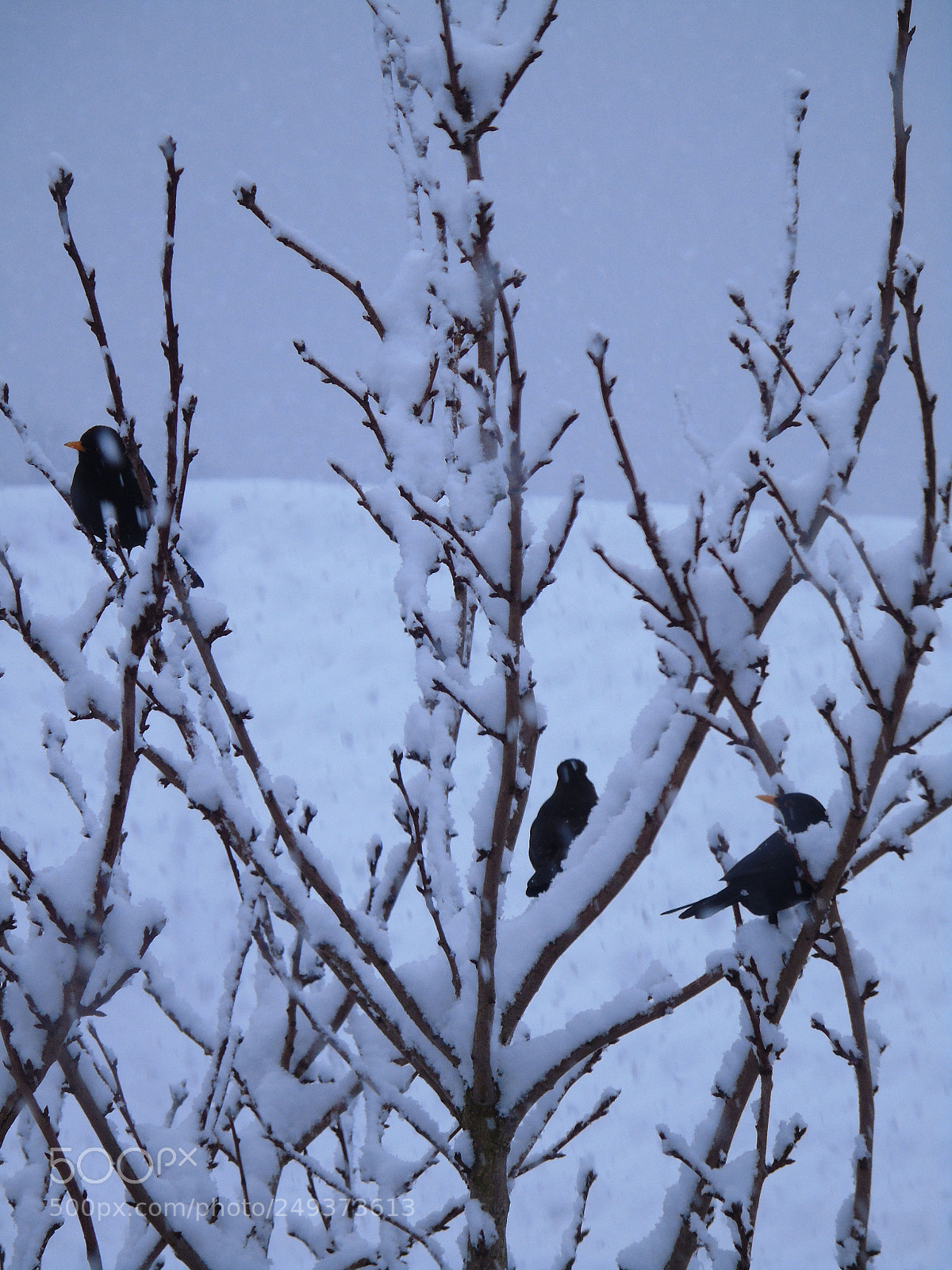 Sony Cyber-shot DSC-H400 sample photo. Blackbird trio in a photography