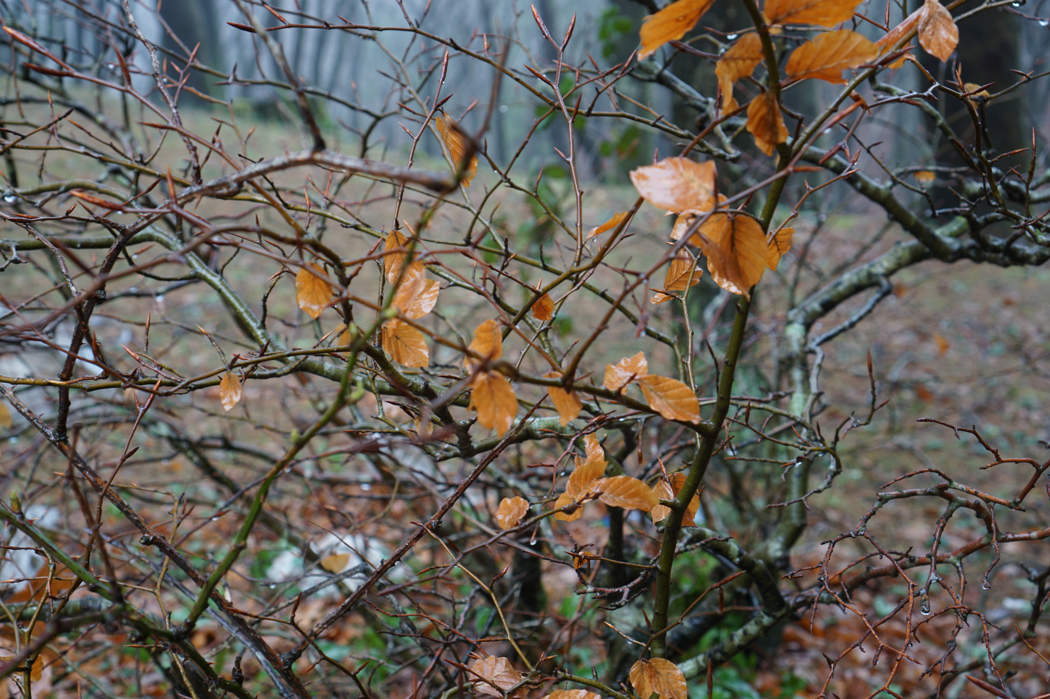 Sony a6000 + Sony E 35mm F1.8 OSS sample photo. Orange leaves photography