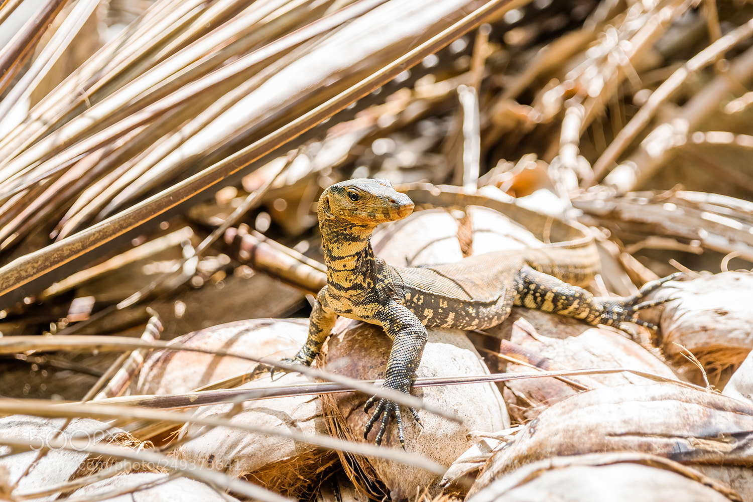 Sony a99 II sample photo. Lizard photography