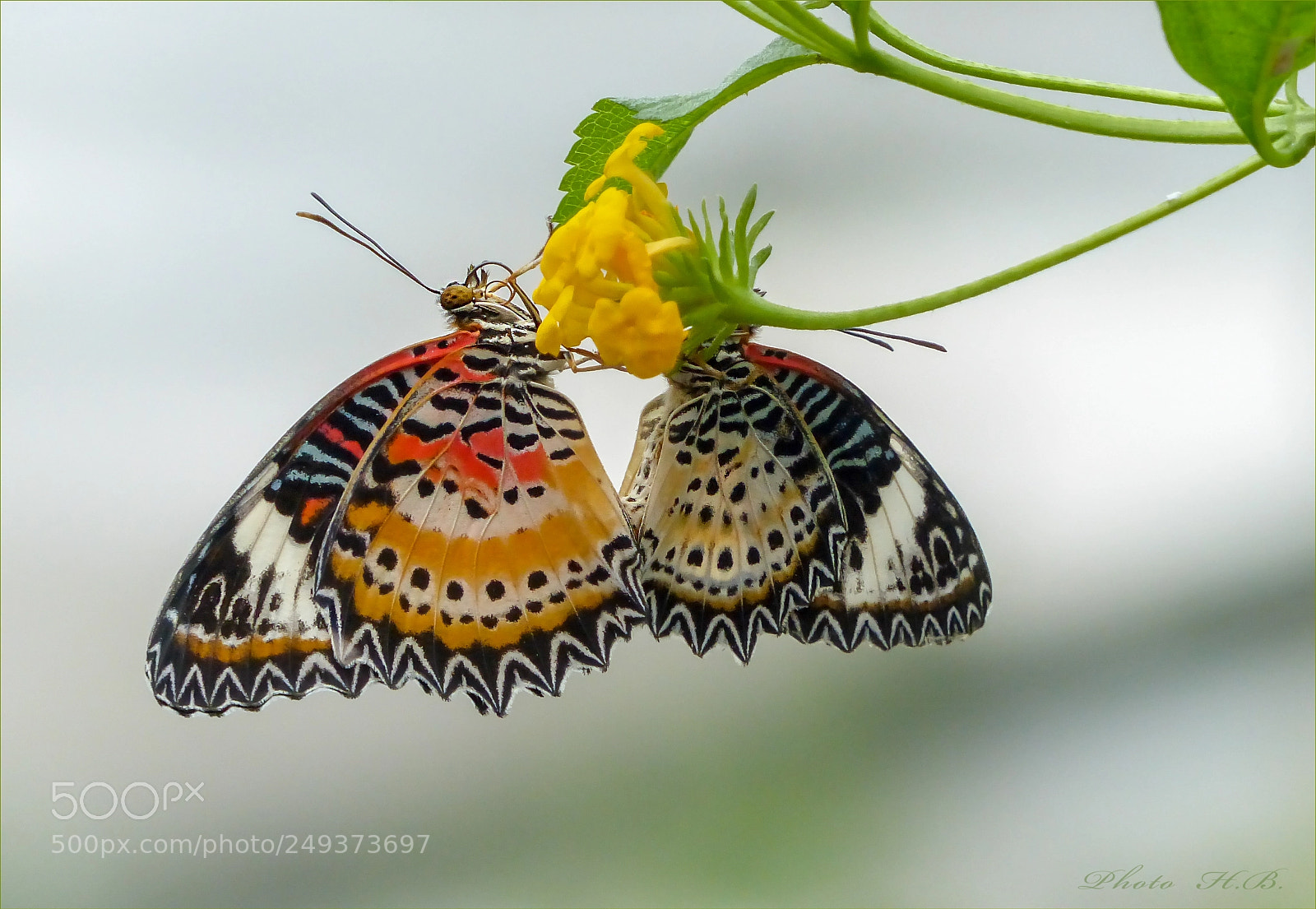 Panasonic Lumix DMC-FZ200 sample photo. Cethosia cyane - bortenfalter photography