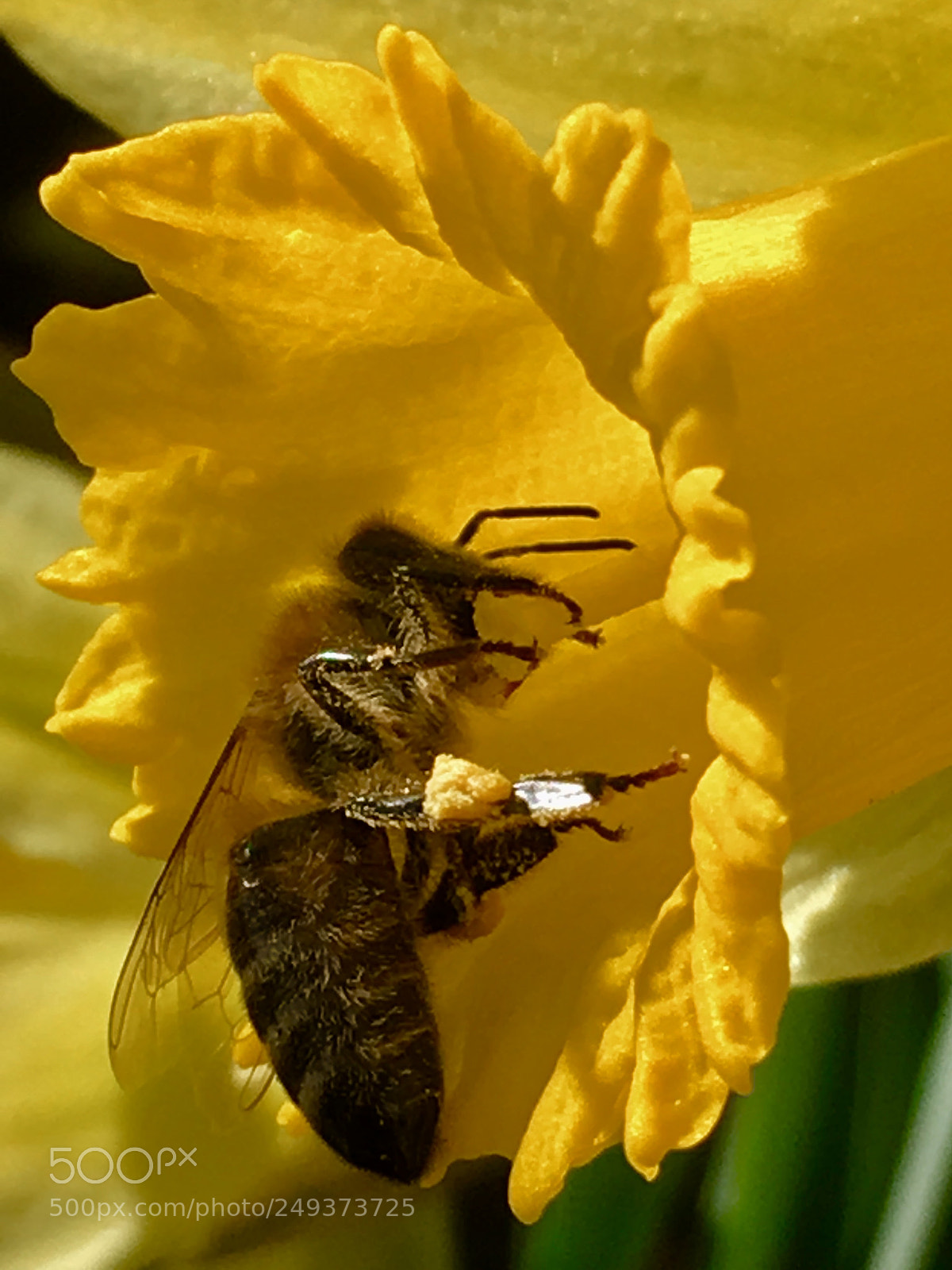 Apple iPhone SE sample photo. Bee and me photography