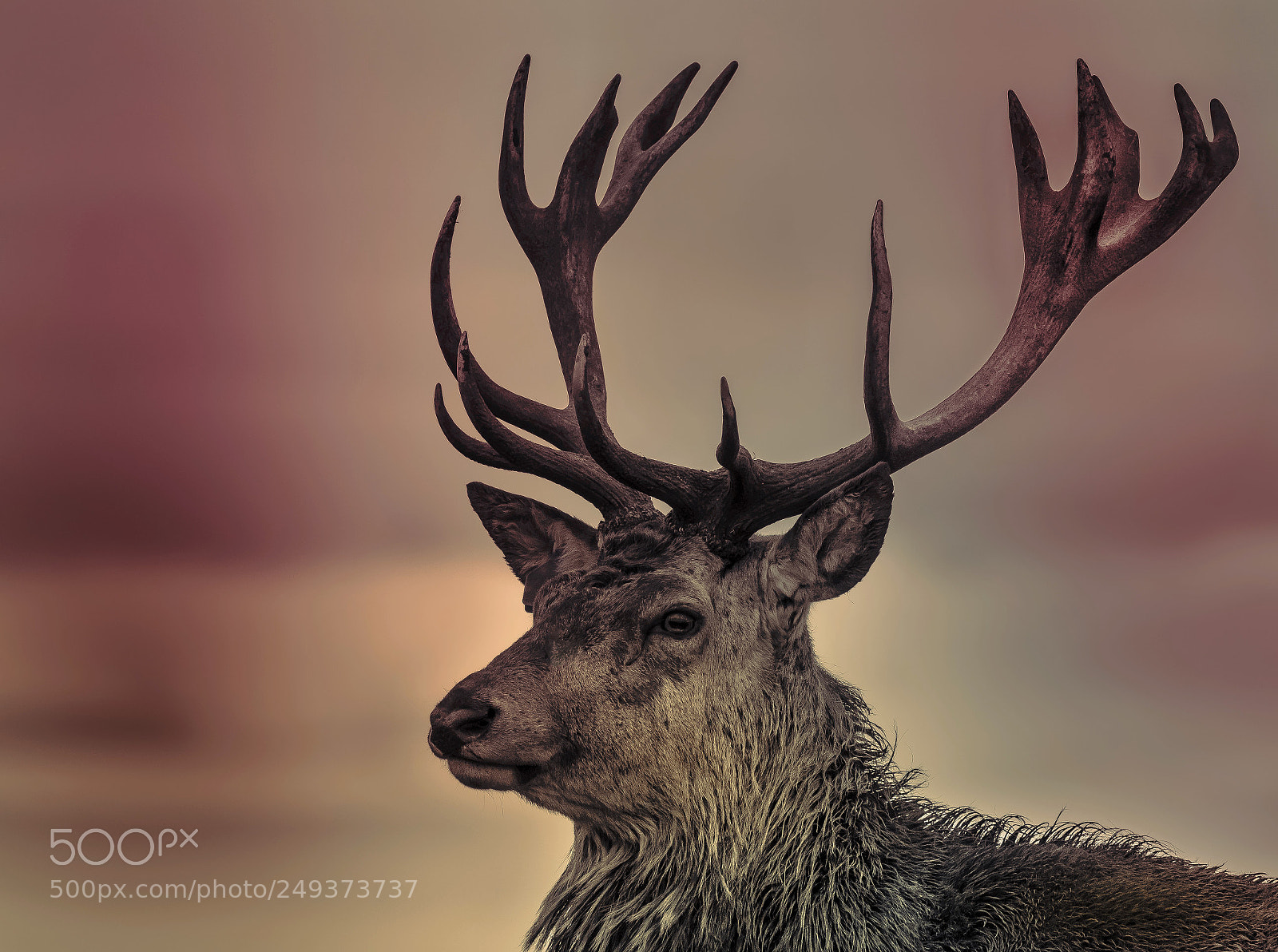 Nikon D5300 sample photo. Stag photography