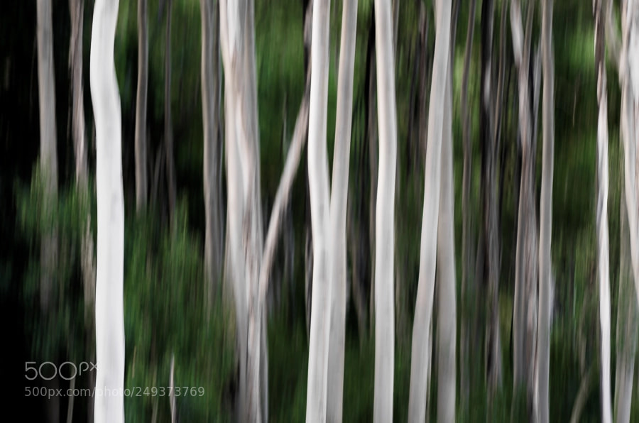 Pentax K-5 sample photo. Aspen jungle photography