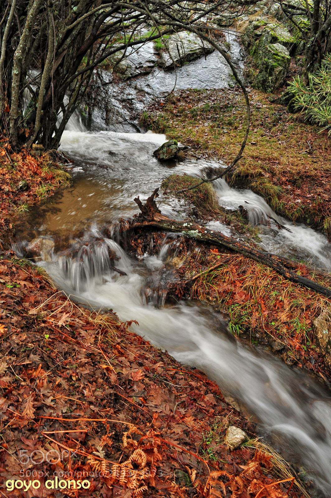 Nikon D5000 sample photo. Agua viva photography