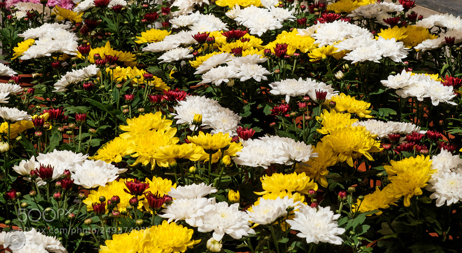 Fujifilm X-E2S sample photo. Flowers photography