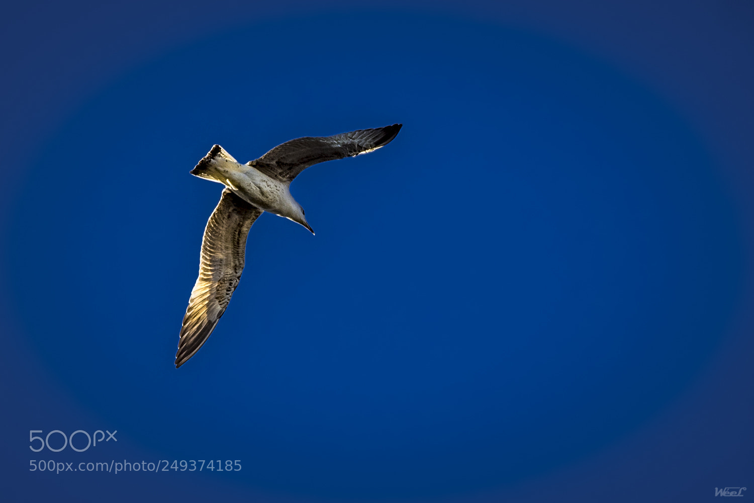 Olympus OM-D E-M5 II sample photo. Fly away photography