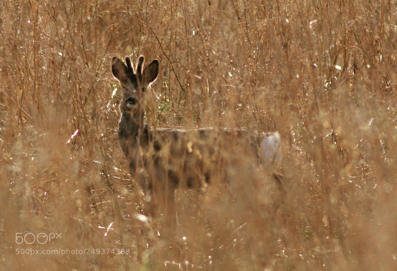 Nikon D7100 sample photo. Deer shot camouflage photography