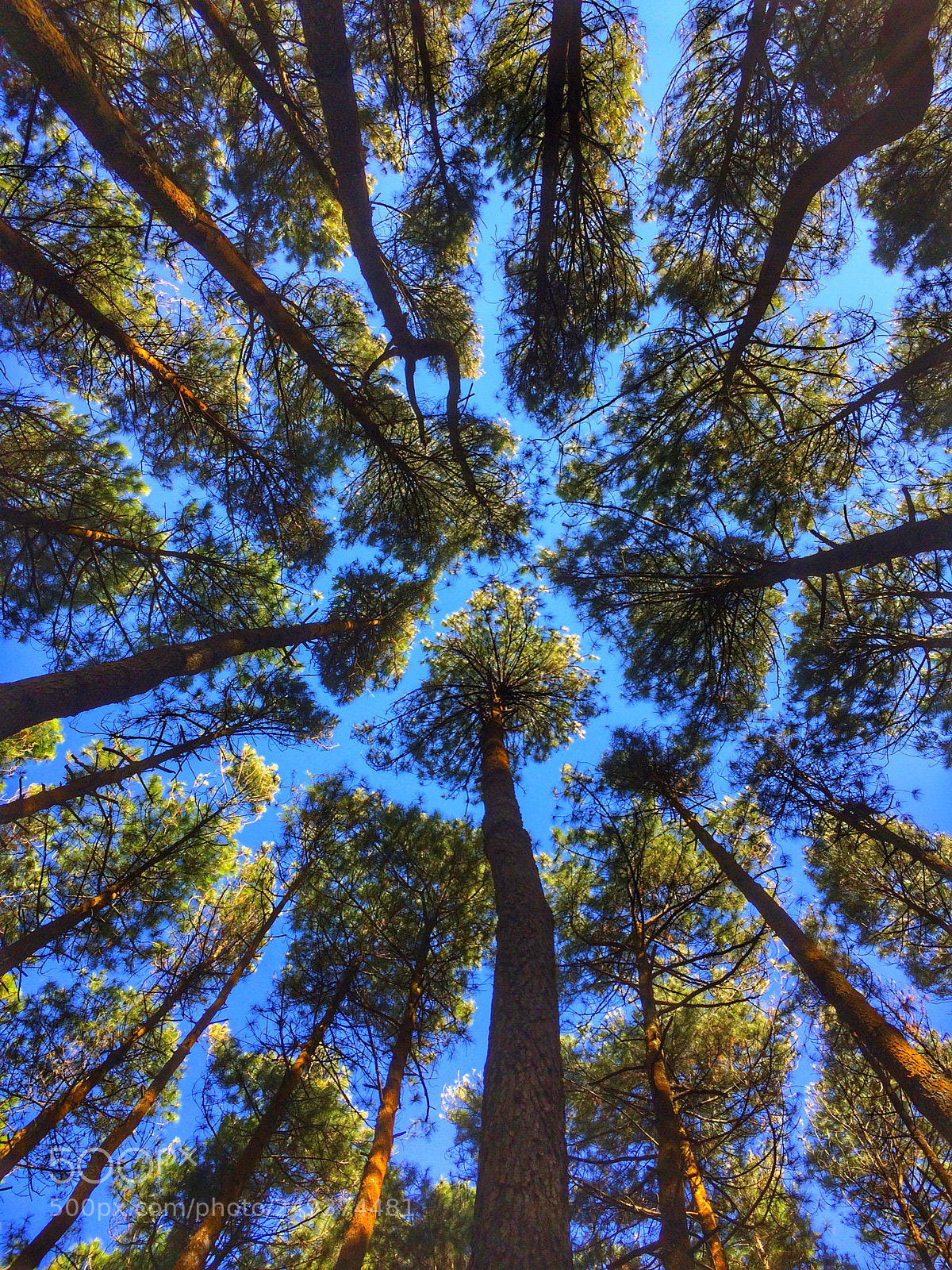 Apple iPhone 5s sample photo. Pine forest at mangunan photography