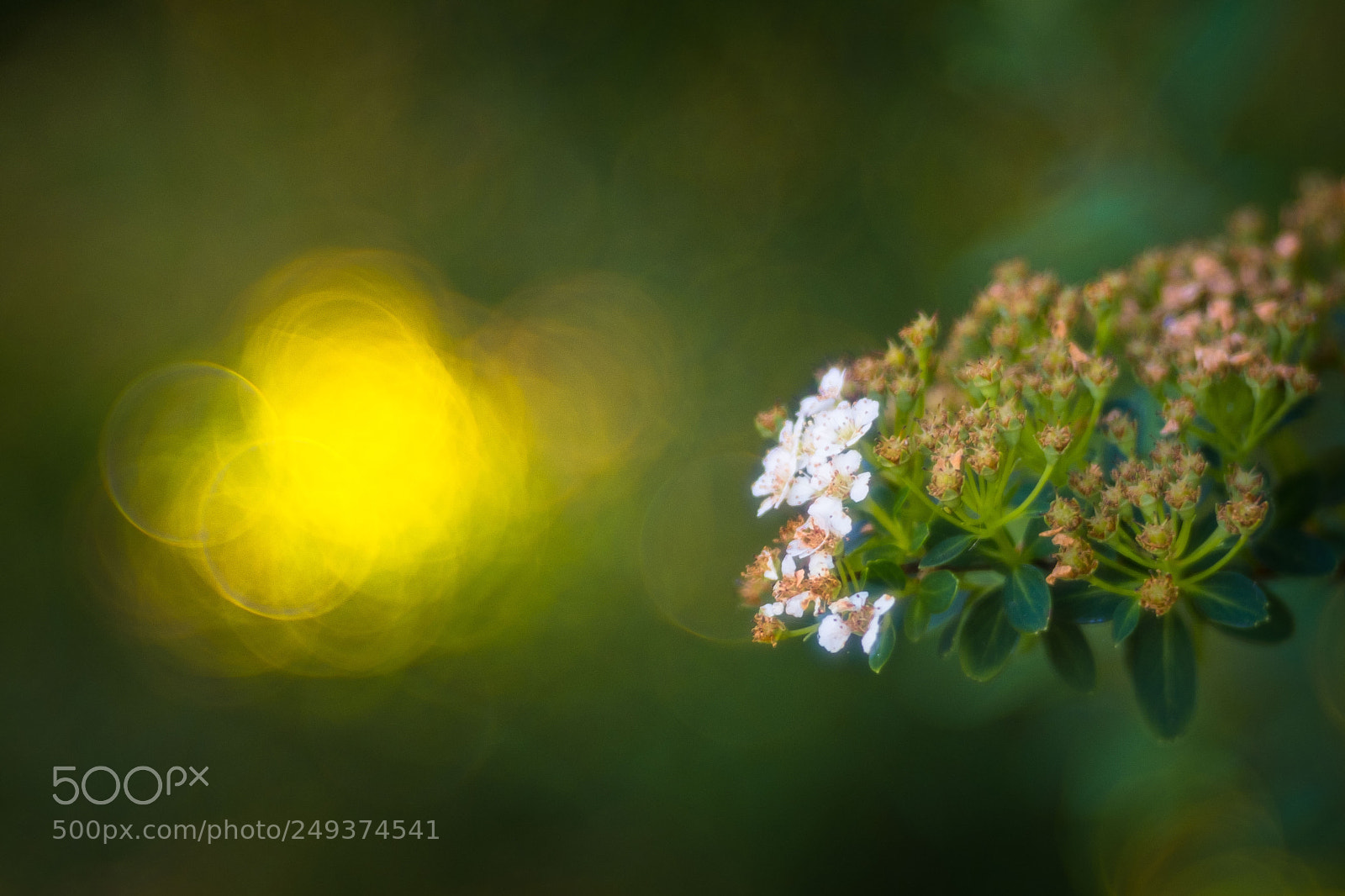 Fujifilm X-T2 sample photo. Hightlights photography