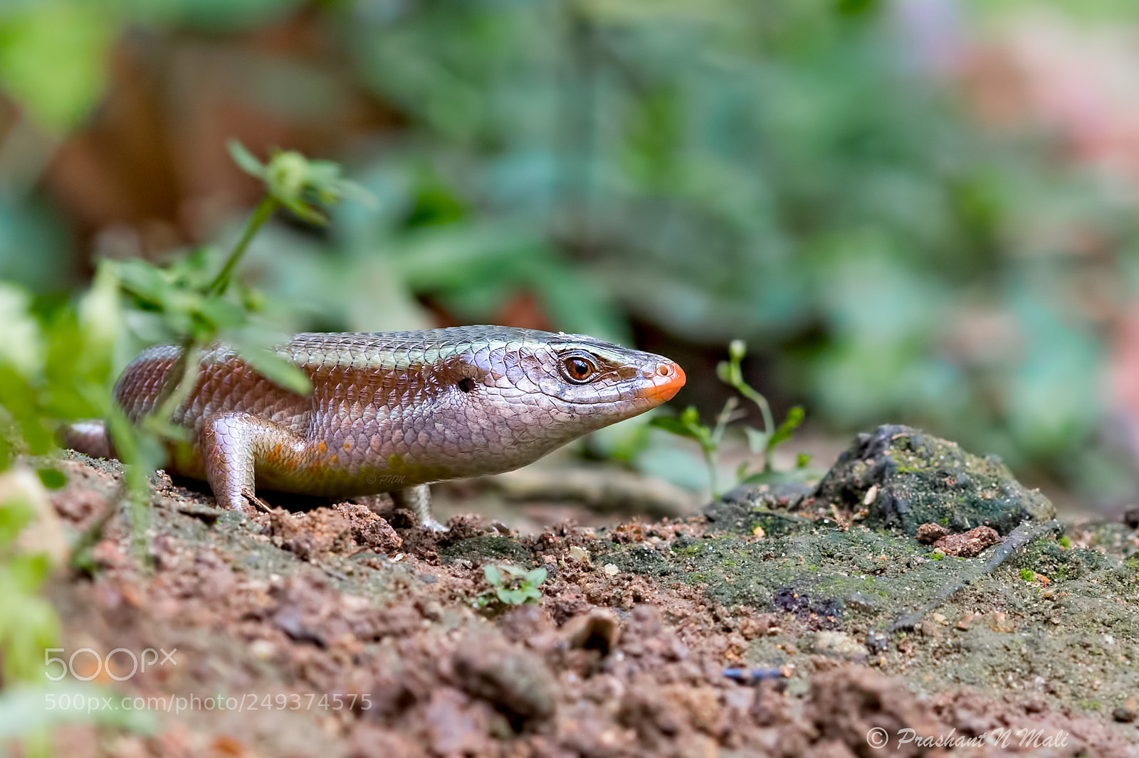 Canon EOS 5D Mark IV sample photo. Skink photography