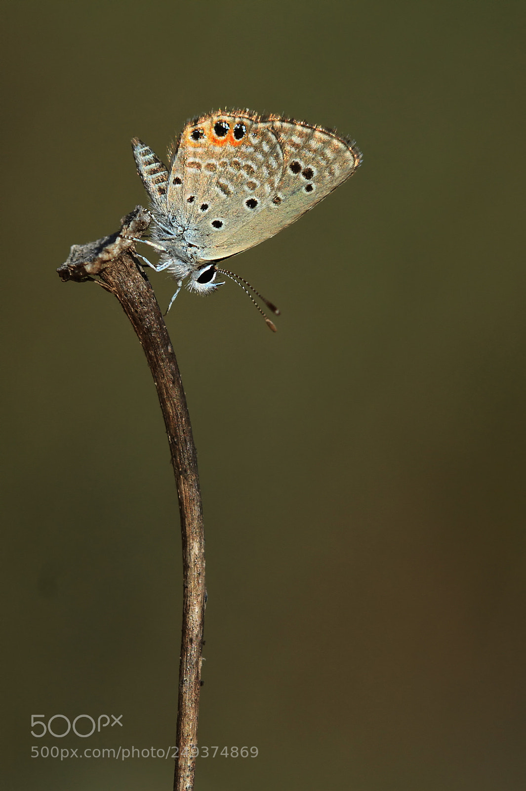 Canon EOS 7D sample photo. Chilades trochylus photography