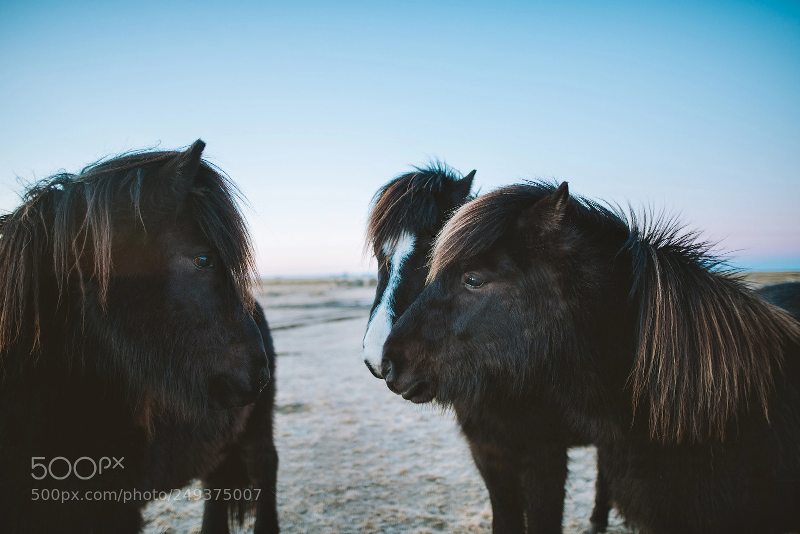 Sony a7R III sample photo. The icelandic ponies photography