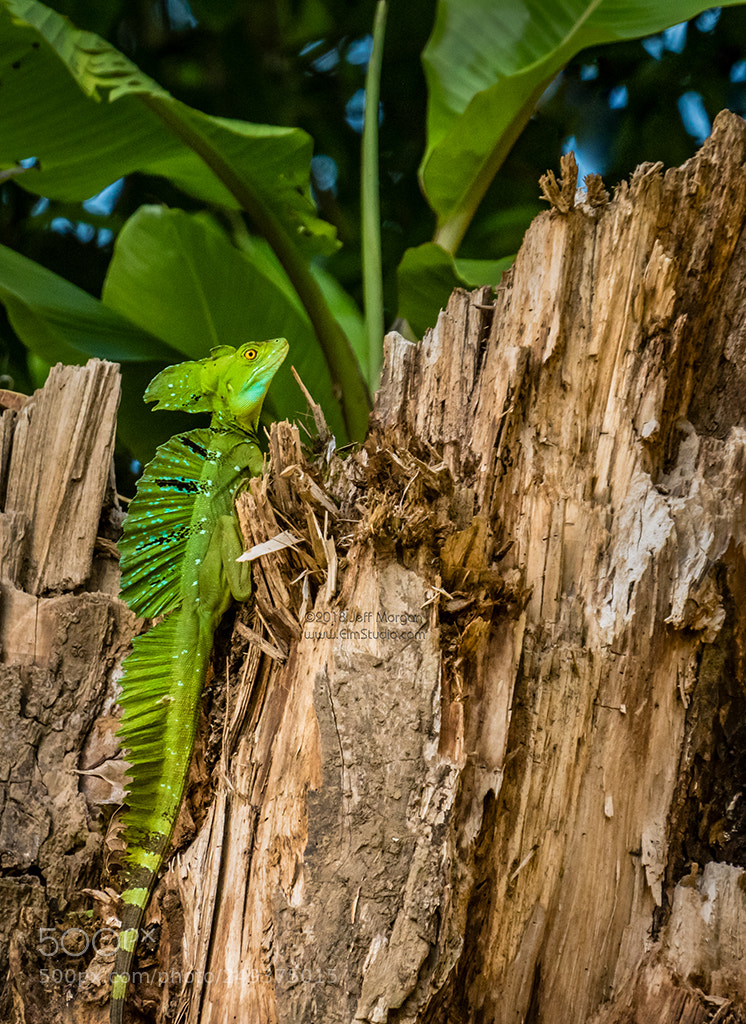 Panasonic Lumix DC-G9 sample photo. Costa rica photography workshop photography