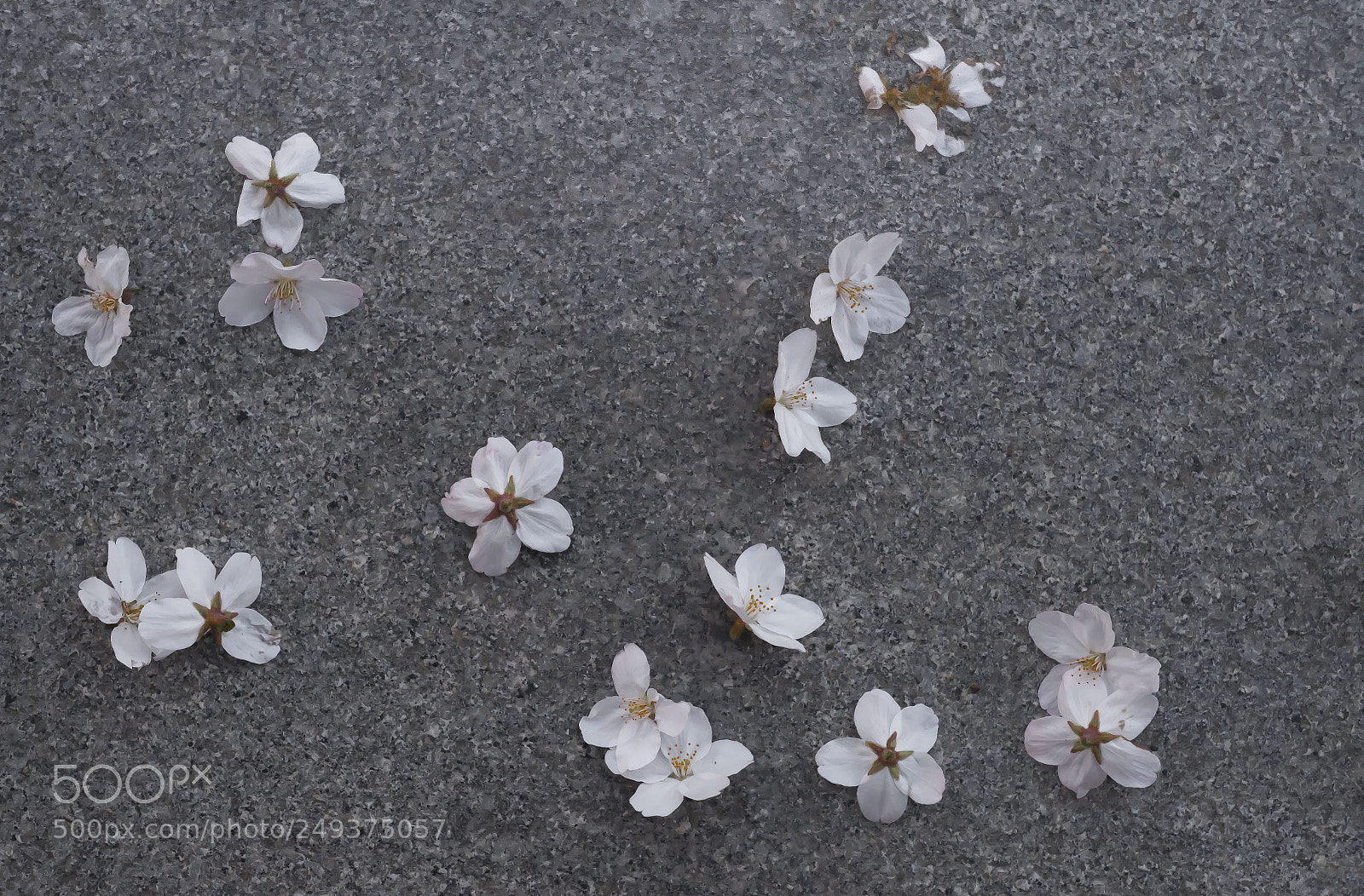 Fujifilm X-Pro2 sample photo. Flores caídas. photography