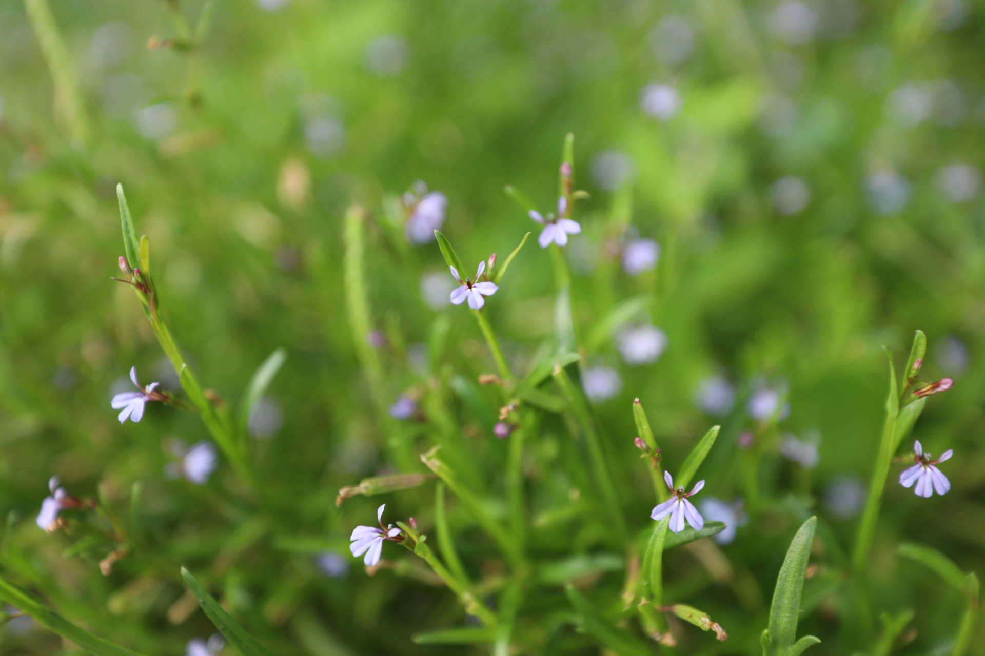 Canon EF 16-35mm F2.8L III USM sample photo