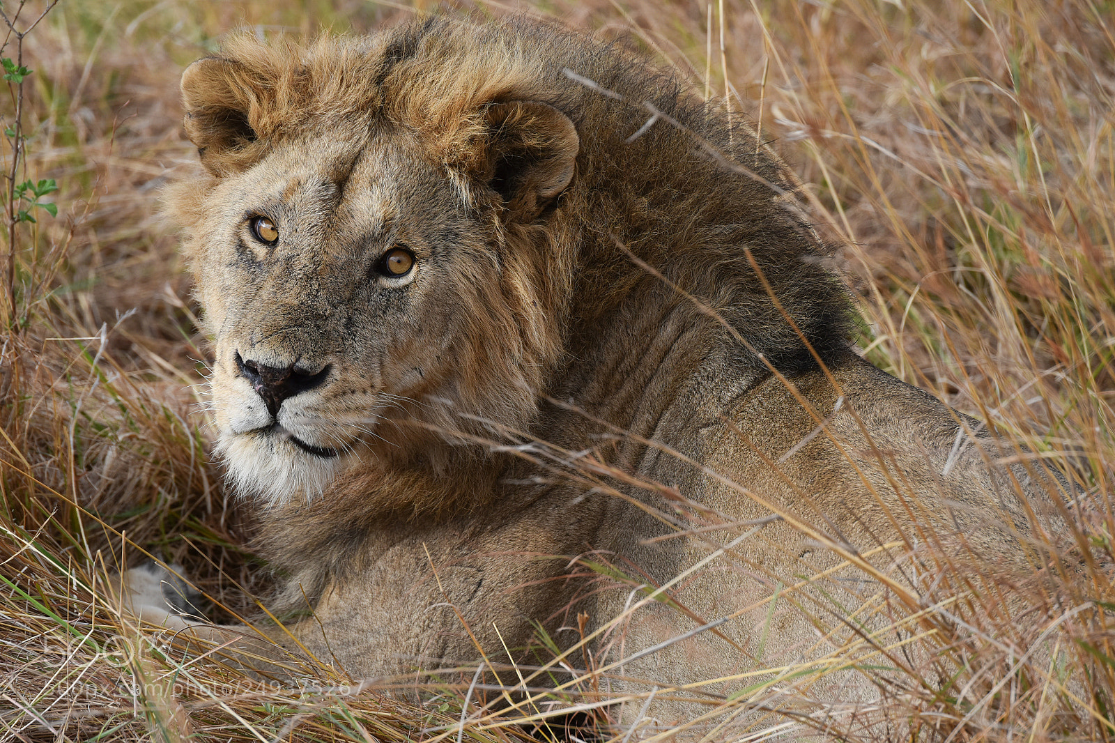 Nikon D810 sample photo. Serengeti ntlpark photography