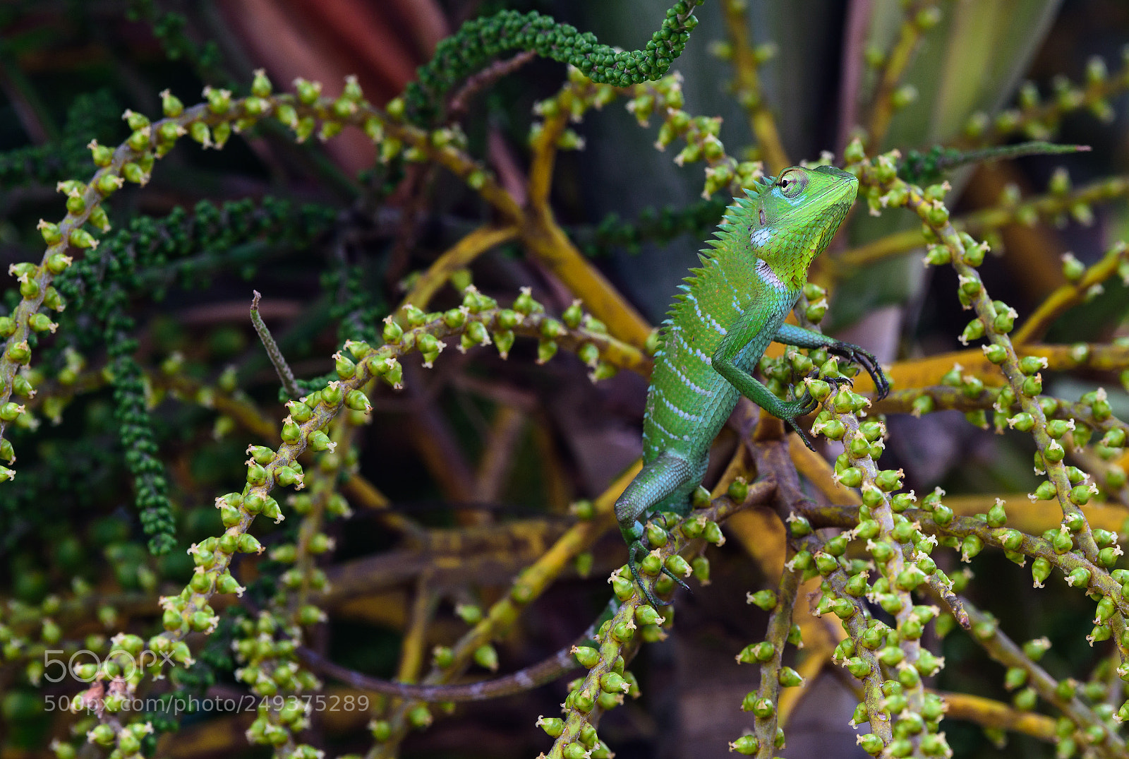 Nikon D810 sample photo. Chameleon in a palm photography
