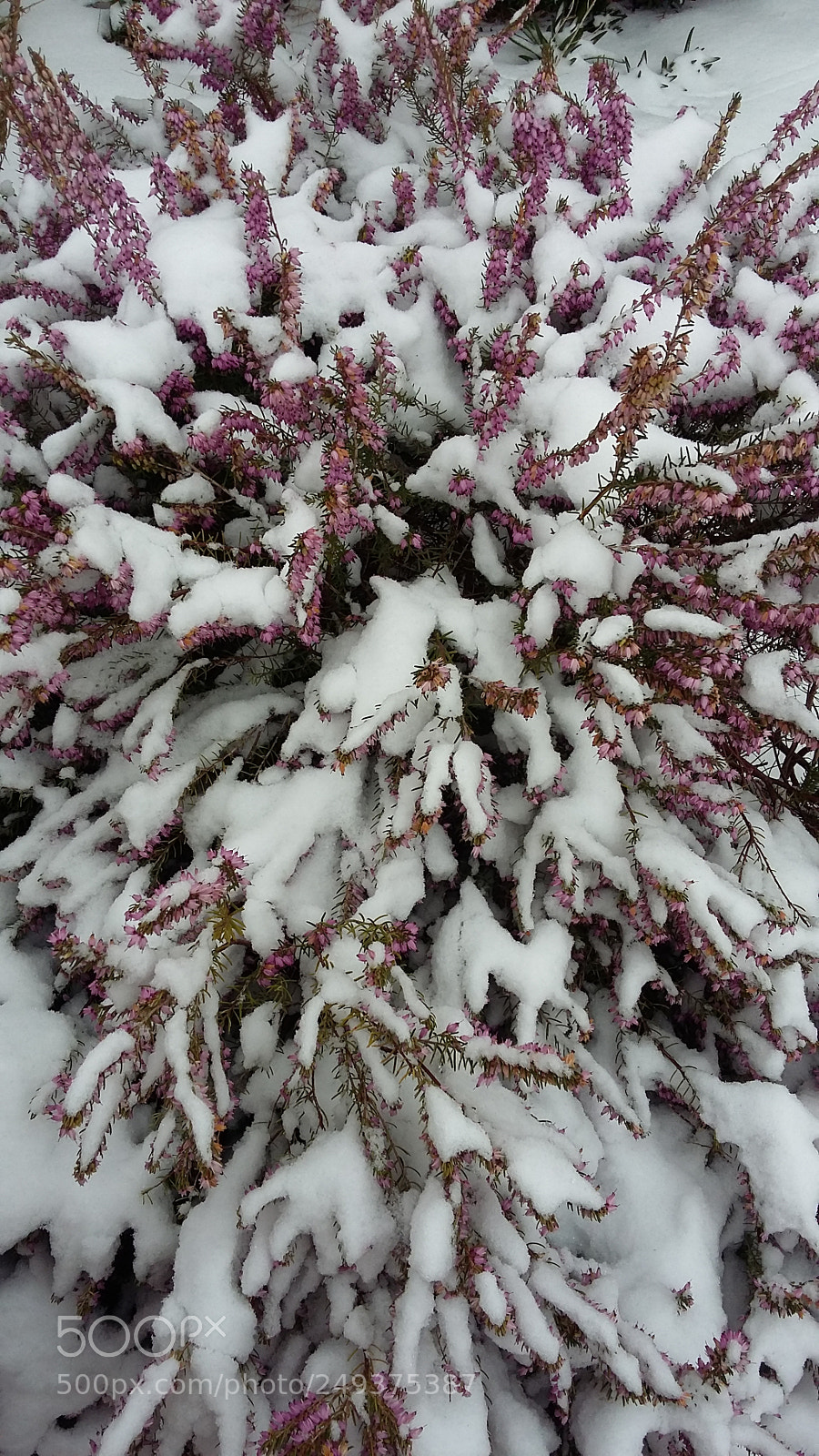 Samsung Galaxy A3 sample photo. Snowy heather photography
