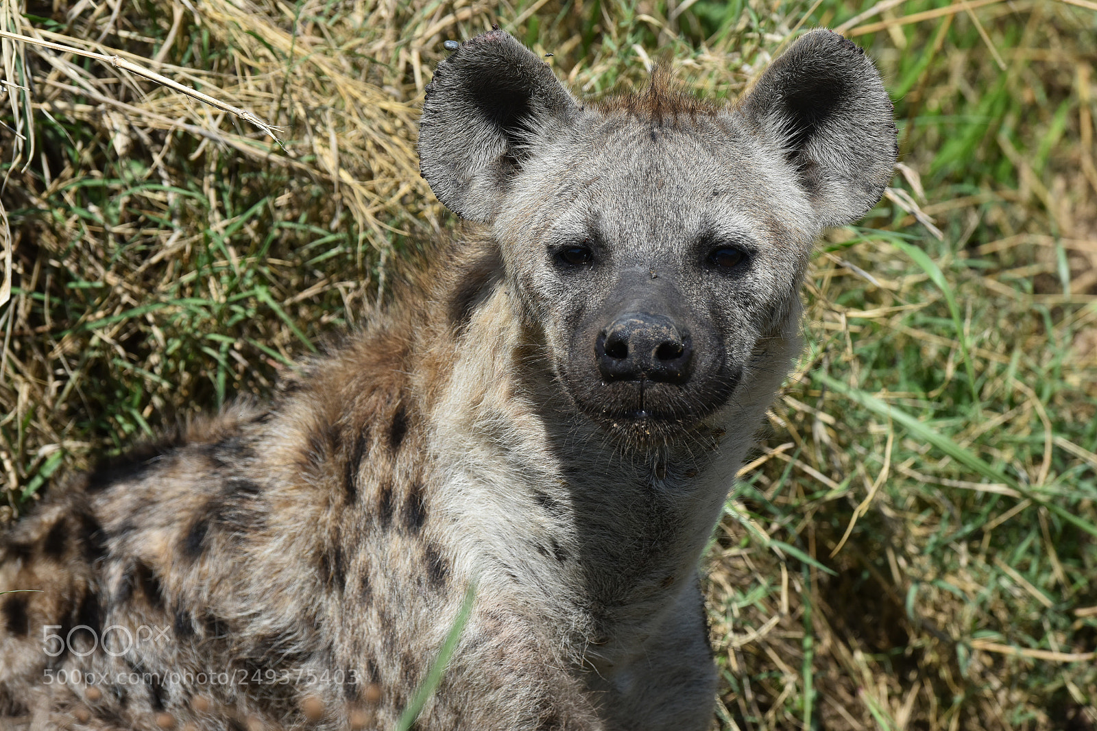 Nikon D810 sample photo. Serengeti ntlpark photography