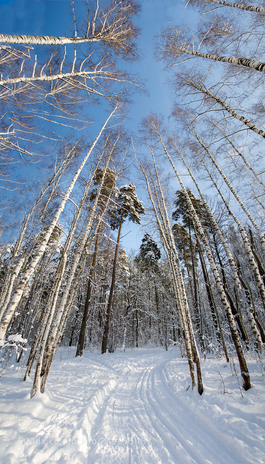Nikon D3100 sample photo. Winter... photography