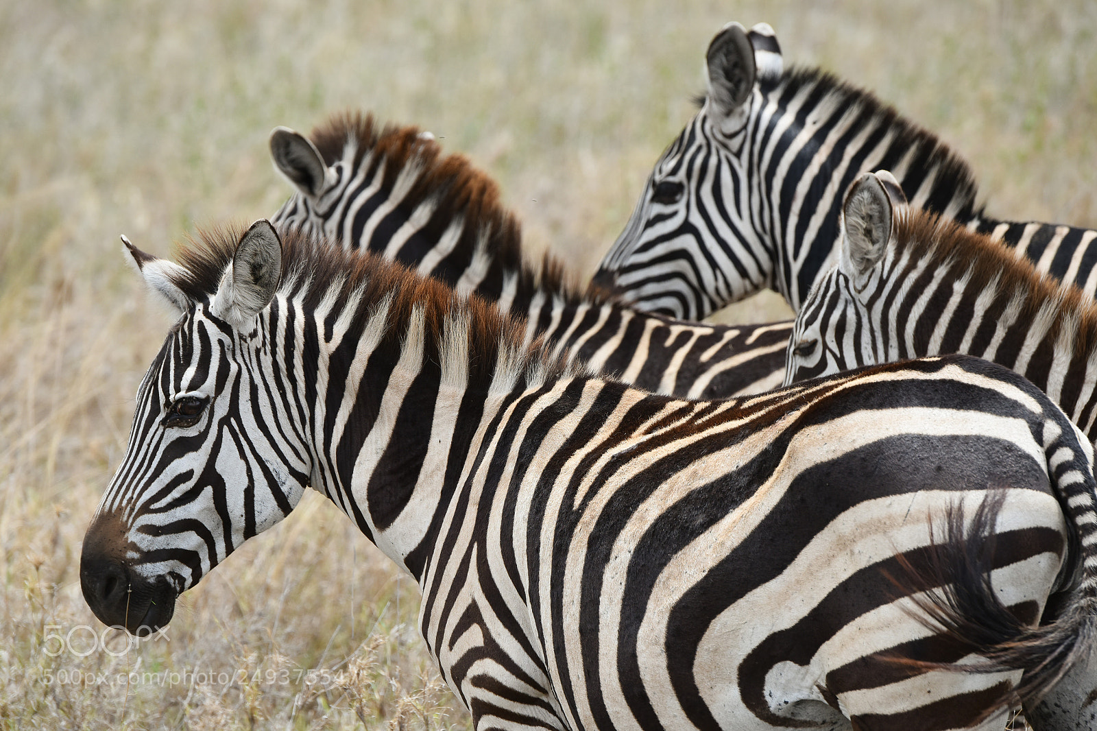 Nikon D810 sample photo. Serengeti ntlpark photography