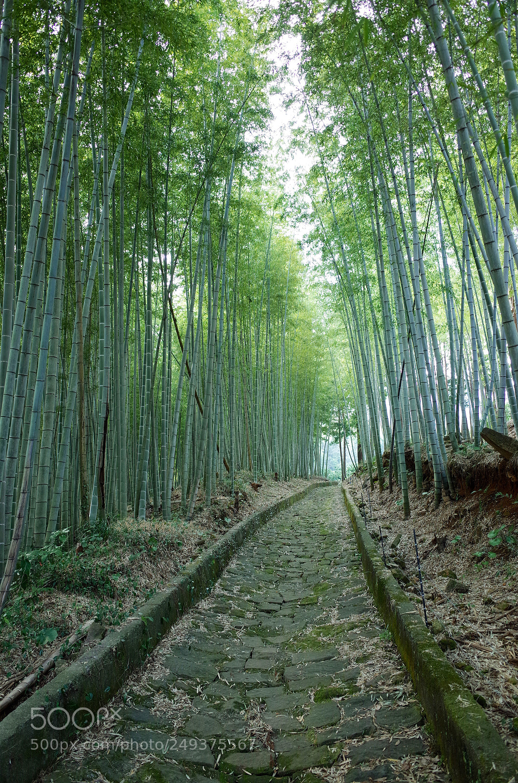 Ricoh GR sample photo. 草枕の道ー石畳と竹林a photography