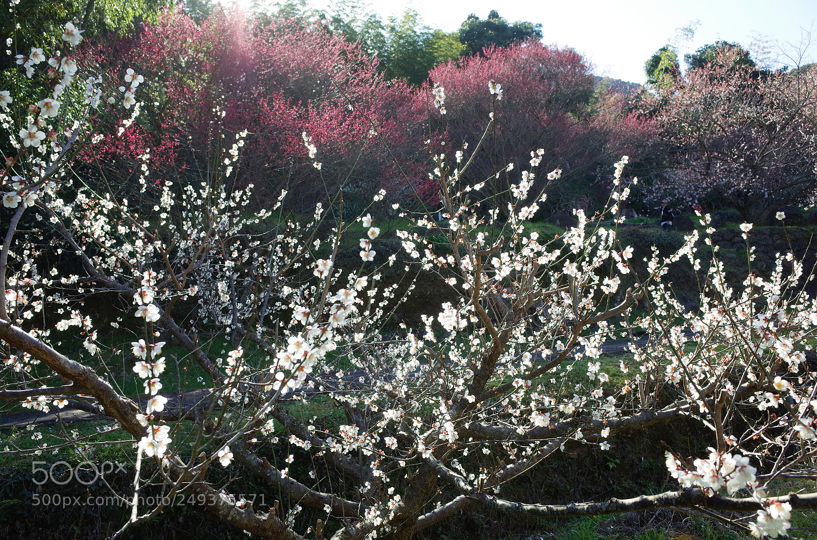Ricoh GR sample photo. 谷尾崎梅林公園c photography