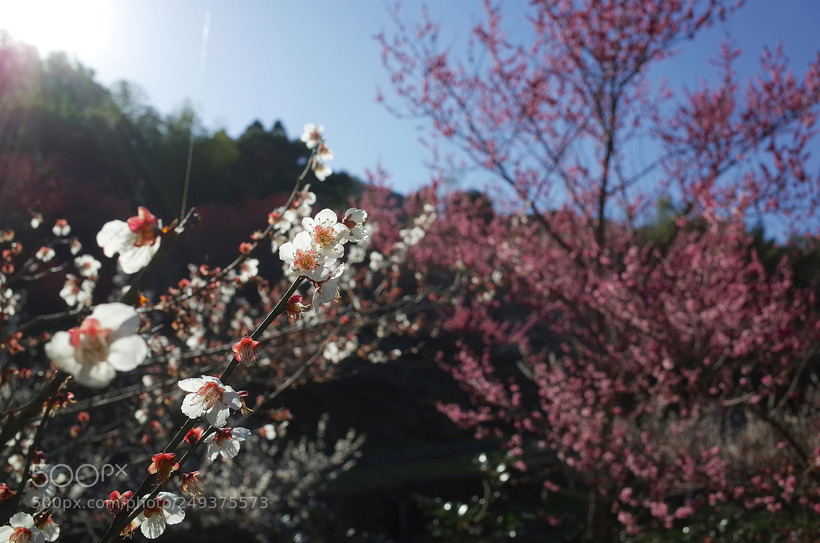 Ricoh GR sample photo. 谷尾崎梅林公園d photography