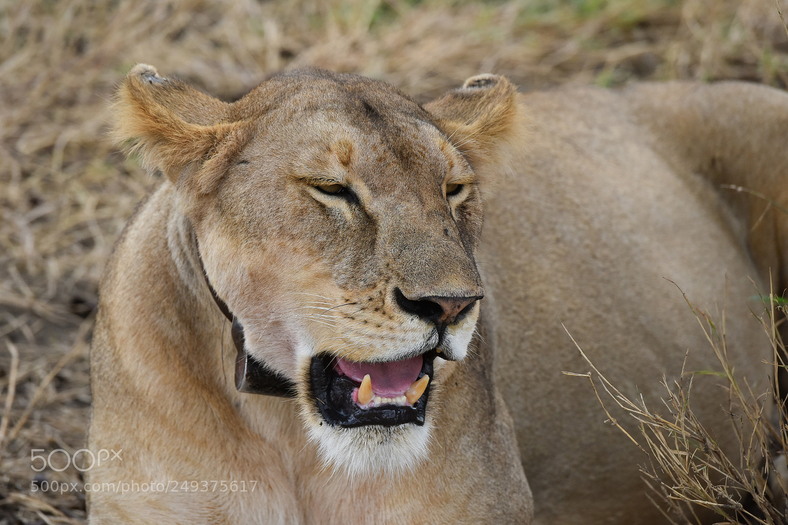 Nikon D810 sample photo. Serengeti ntlpark photography