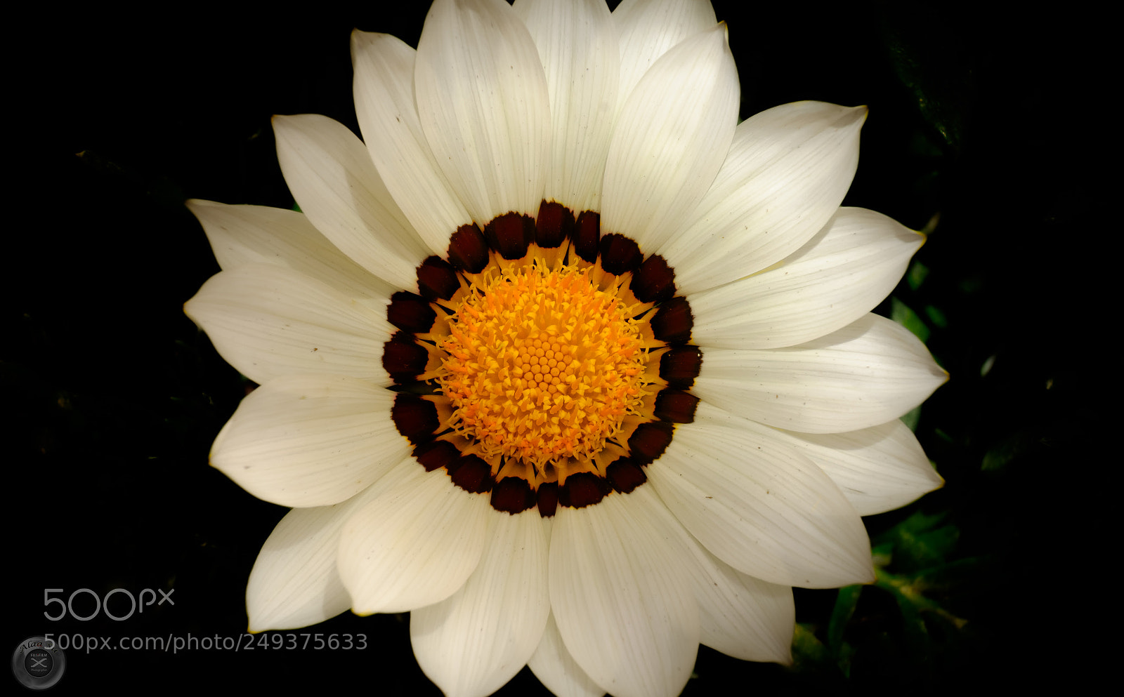 Fujifilm X-E2S sample photo. White flower photography