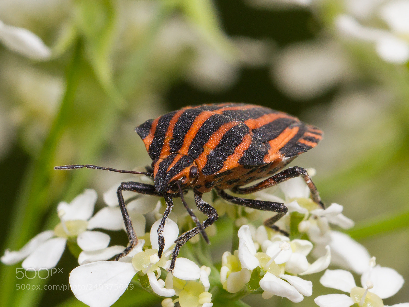 Canon EOS 7D sample photo. Graphosoma rubrolineatum photography