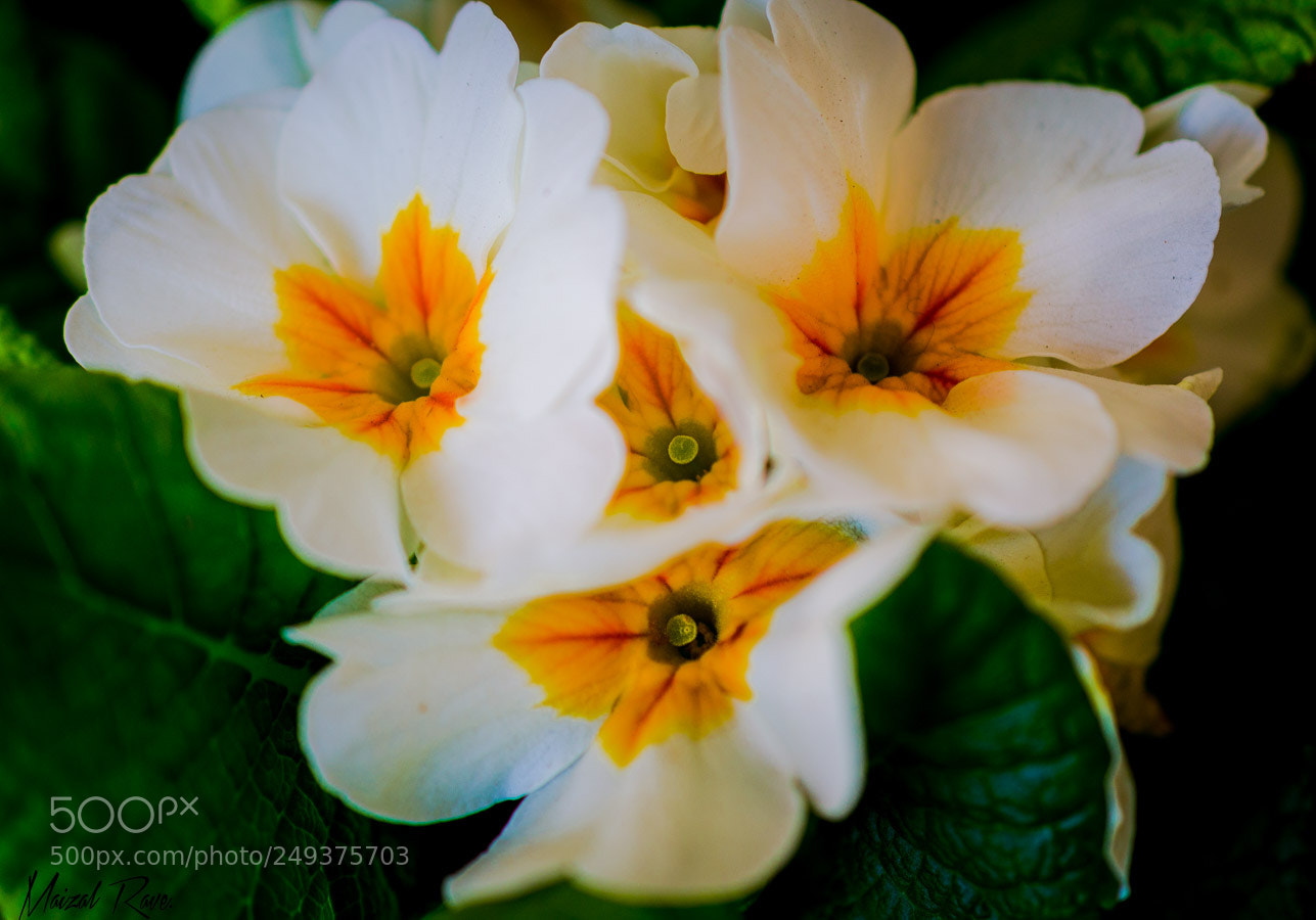 Nikon D3400 sample photo. Hermosisisimas!! photography