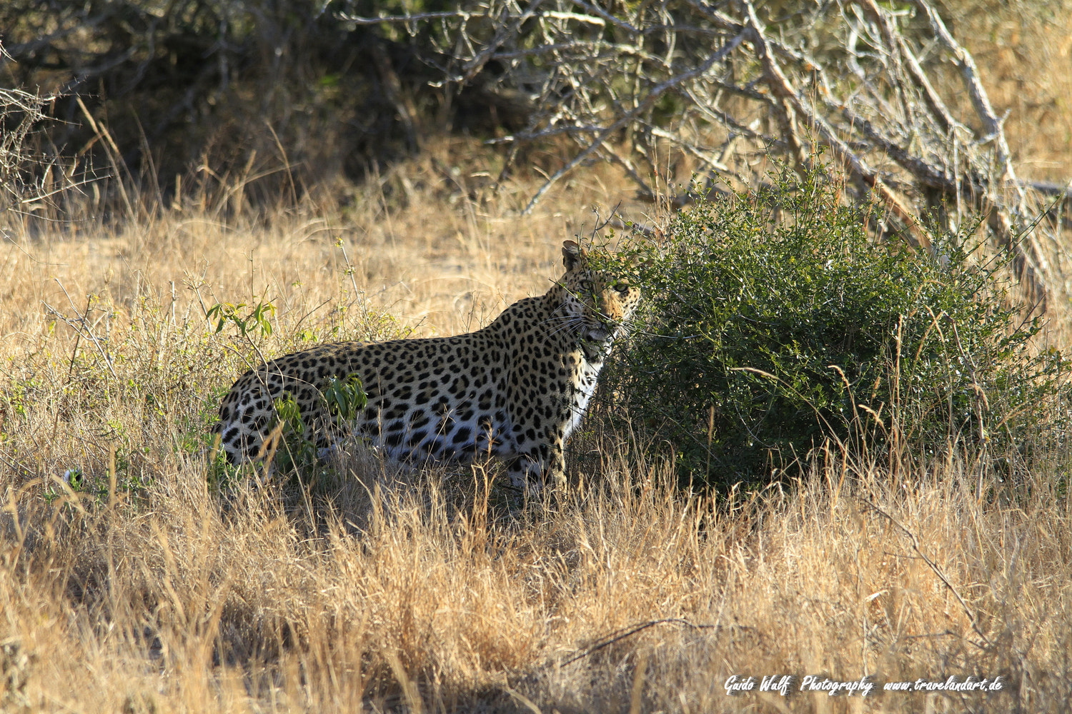 Sigma 150-500mm F5-6.3 DG OS HSM sample photo. South afrika cats photography