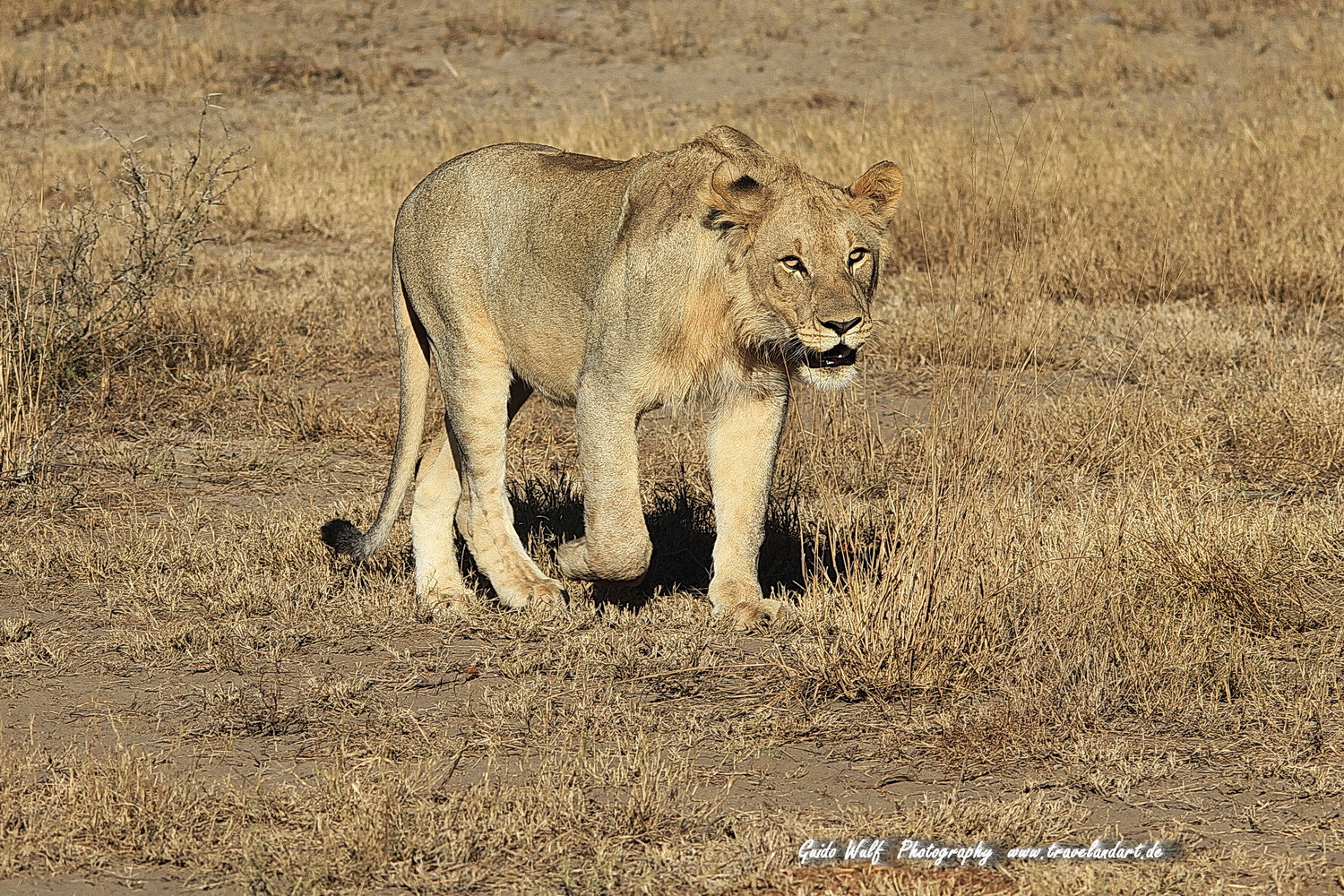 Canon EOS 7D + Sigma 150-500mm F5-6.3 DG OS HSM sample photo. South afrika cats photography