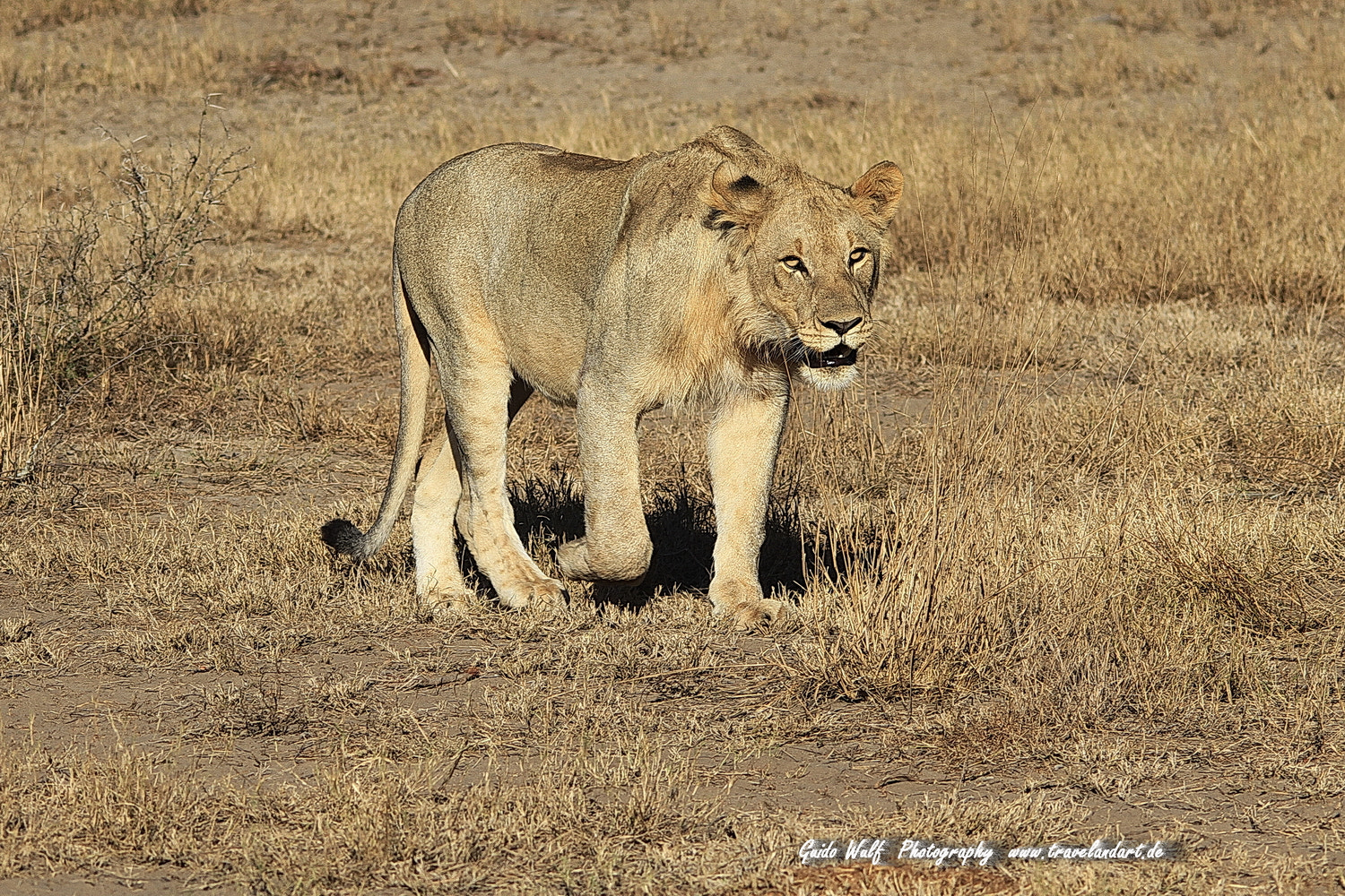 Sigma 150-500mm F5-6.3 DG OS HSM sample photo. South afrika cats photography
