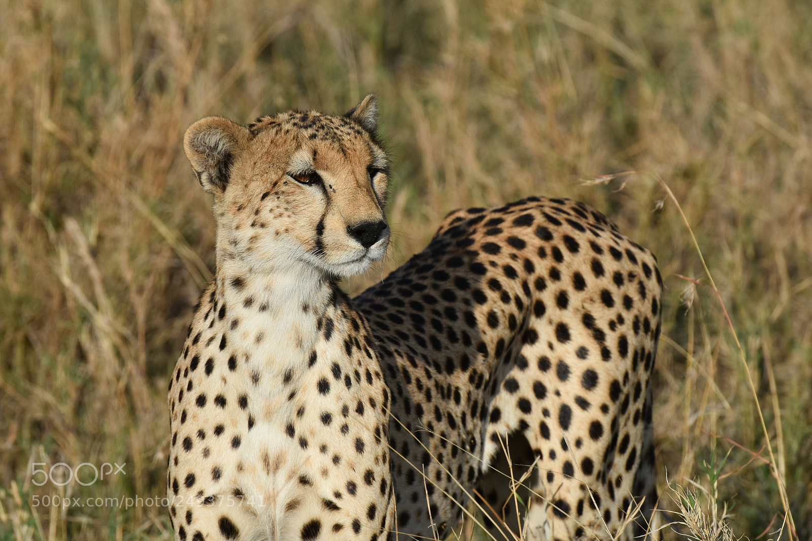 Nikon D810 sample photo. Serengeti ntlpark photography