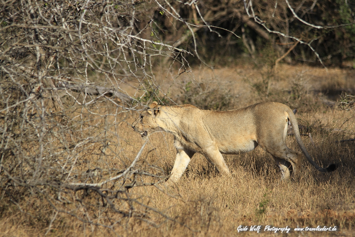 Sigma 150-500mm F5-6.3 DG OS HSM sample photo. South afrika cats photography