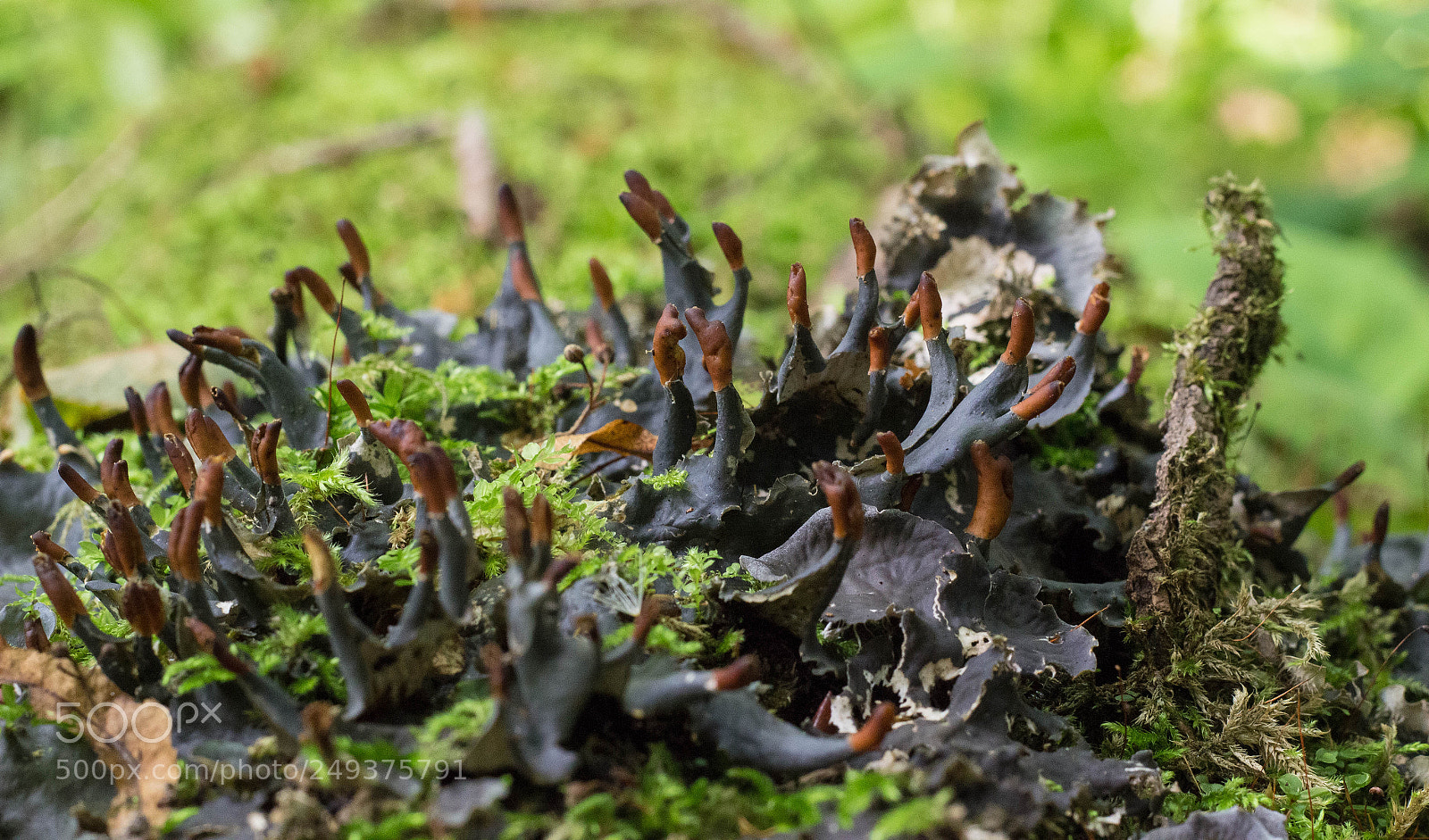 Canon EOS 600D (Rebel EOS T3i / EOS Kiss X5) sample photo. Peltigera photography
