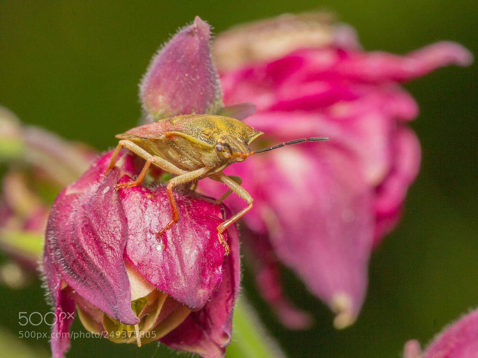 Canon EOS 7D sample photo. Antheminia lunulata photography