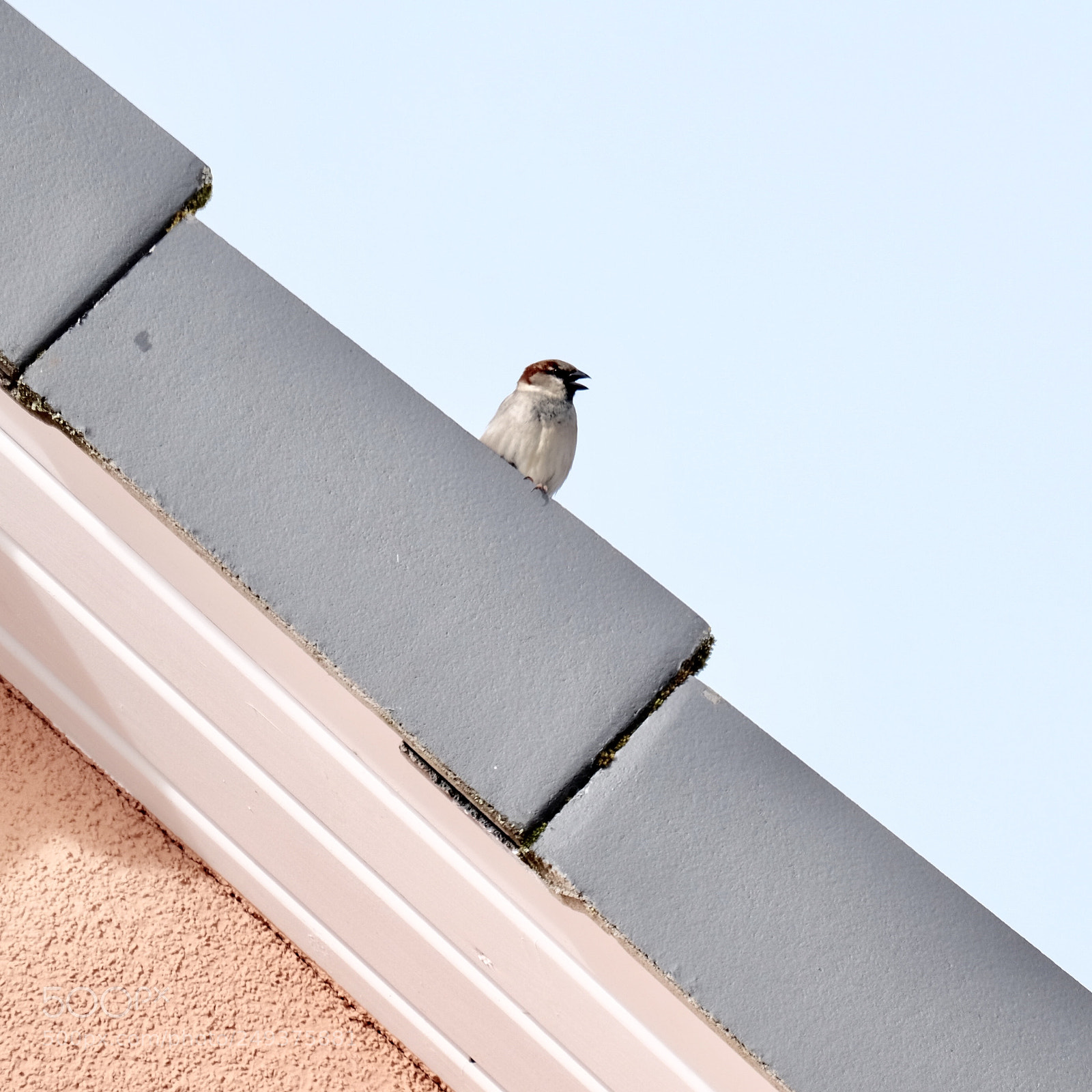Fujifilm X-T1 sample photo. Vogel aufm dach photography