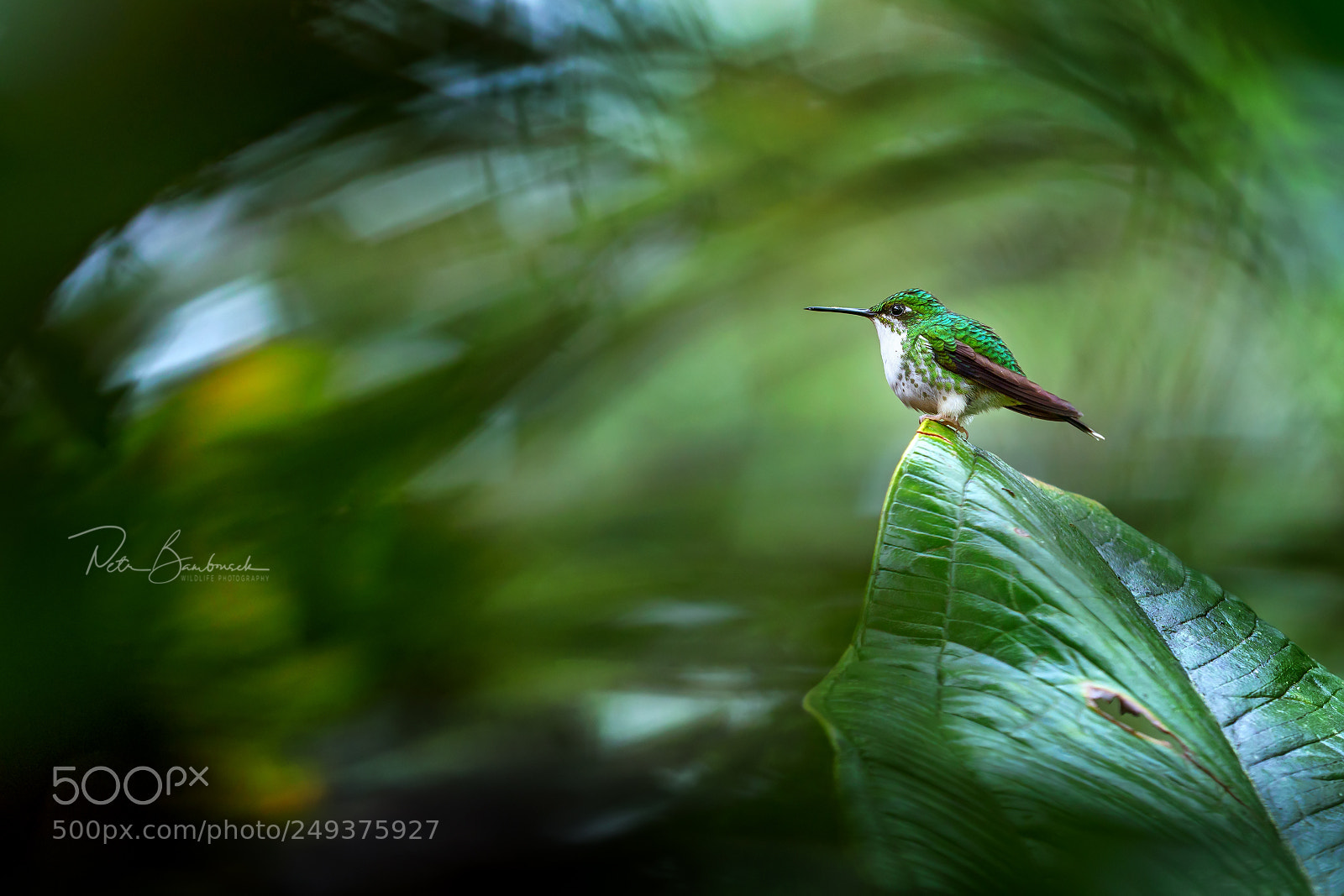 Olympus OM-D E-M1 Mark II sample photo. Purple-bibbed whitetip | ecuador photography